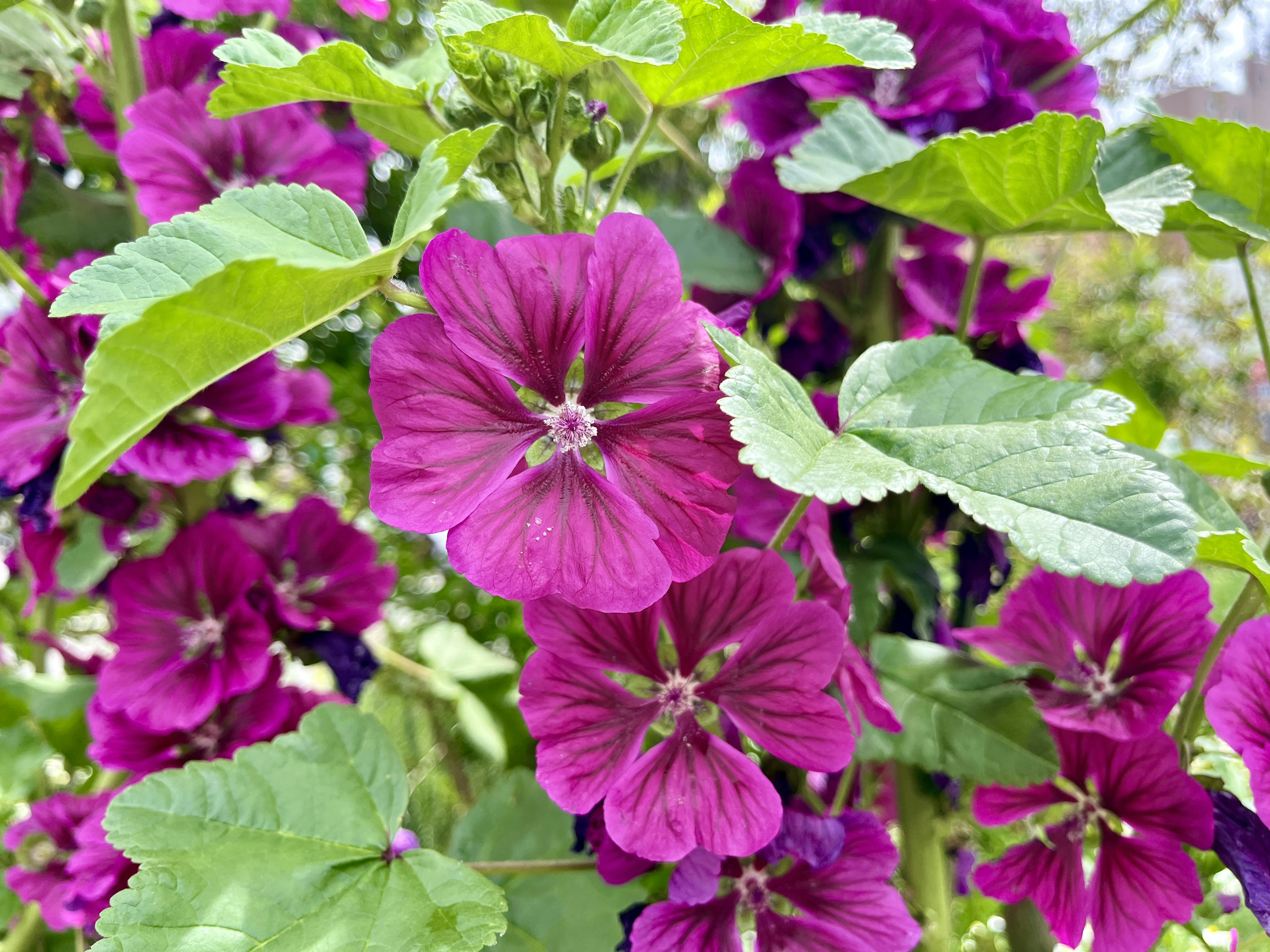 Close-up of vibrant purple flowers on a green plant