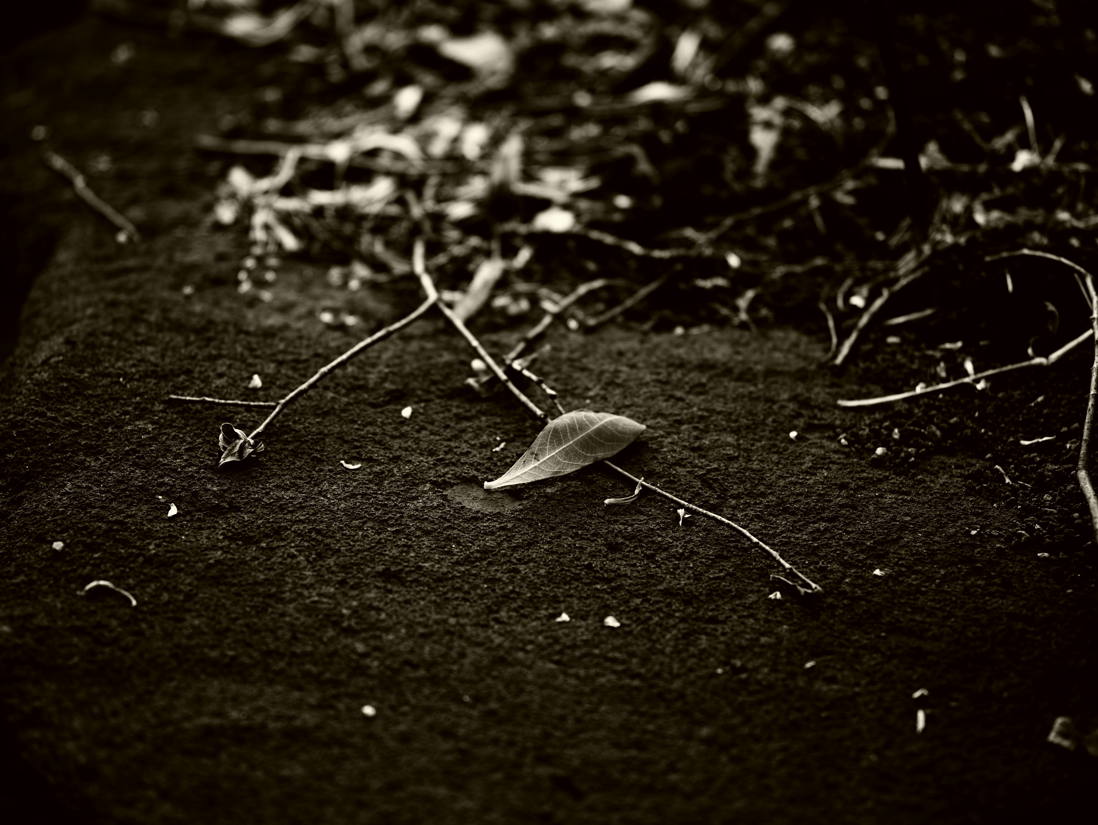 A fallen leaf and twigs on a dark surface captured in black and white