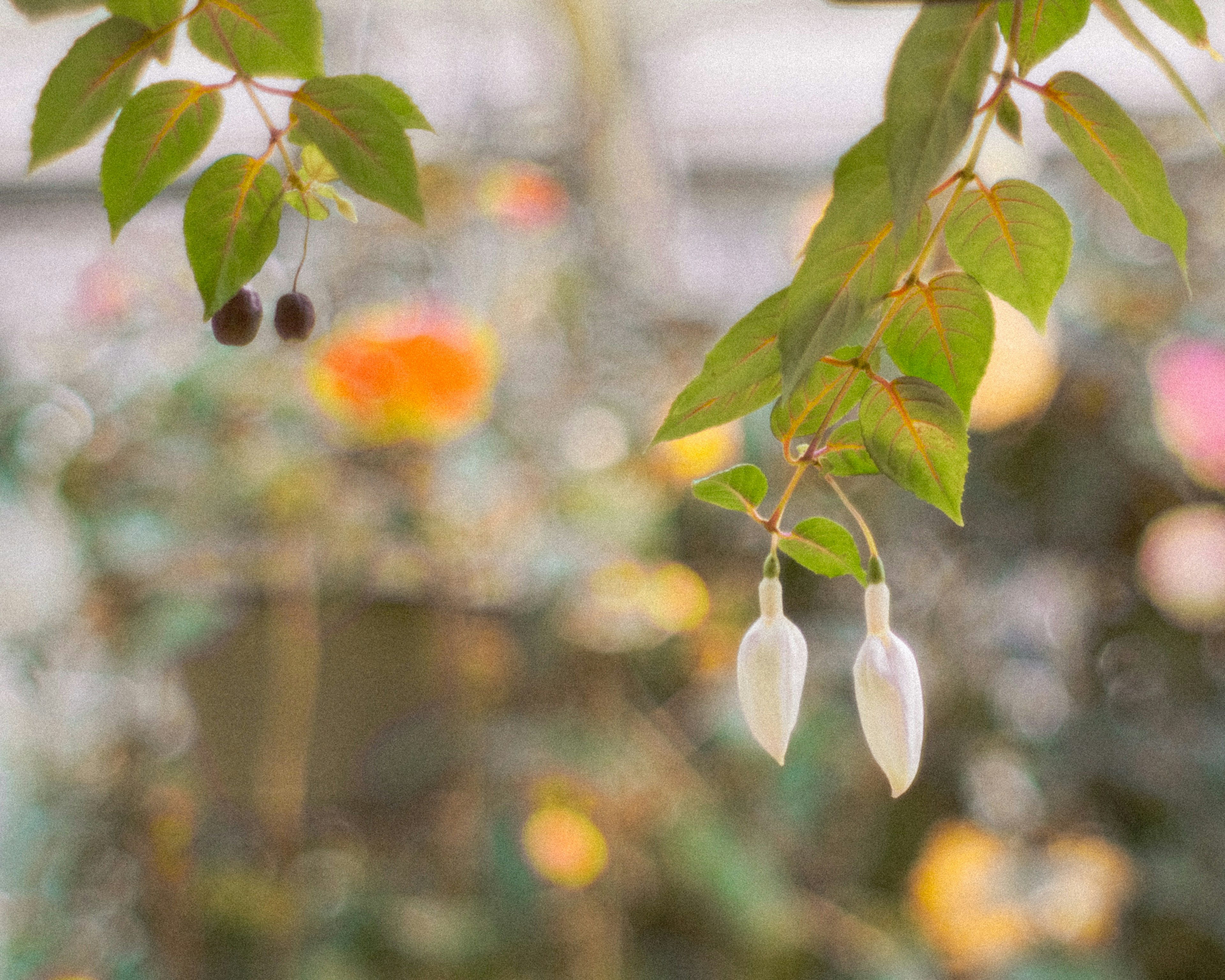 花蕾和绿叶的花园景观