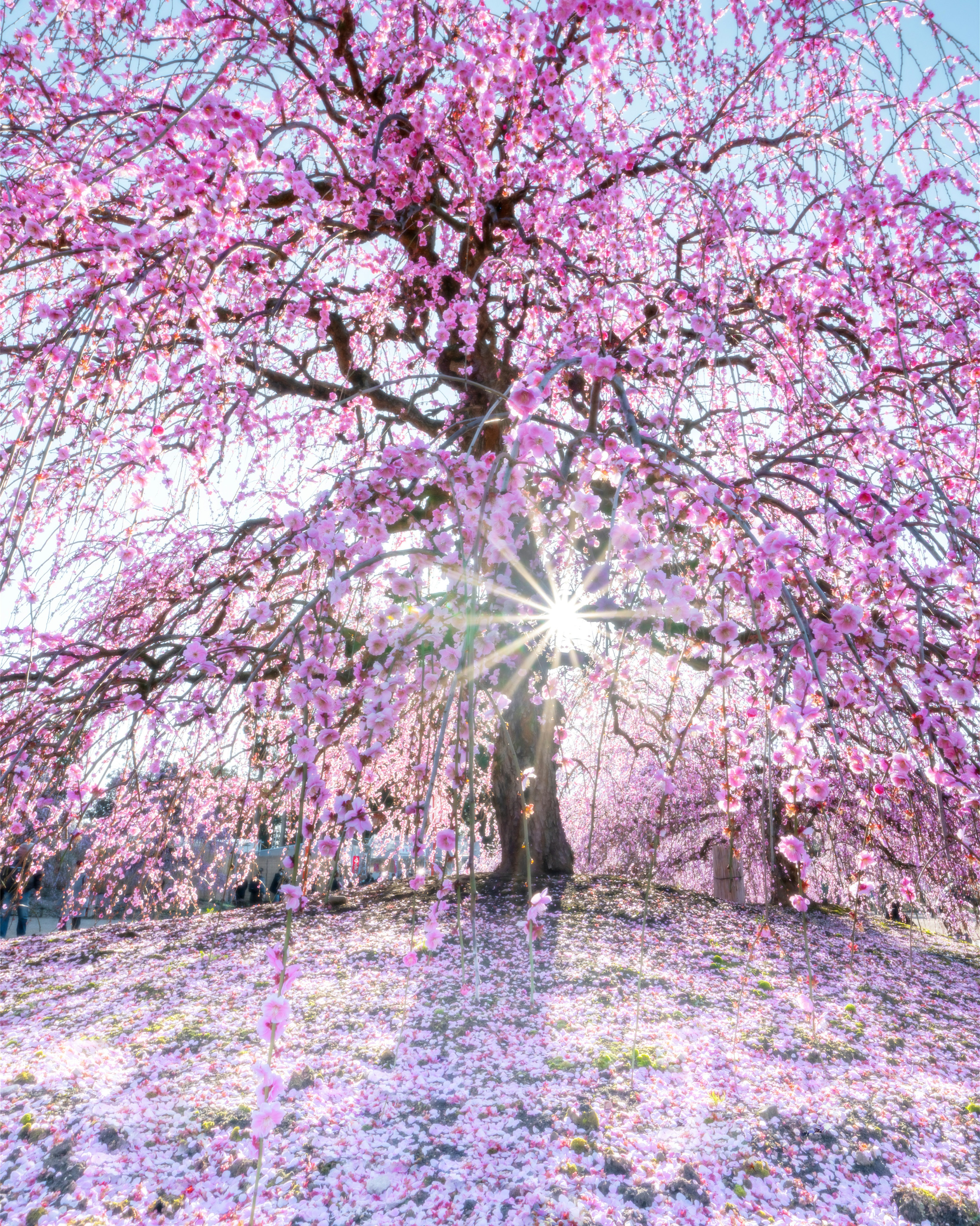 Blühender Kirschbaum mit rosa Blüten und Sonnenlicht, das hindurchscheint