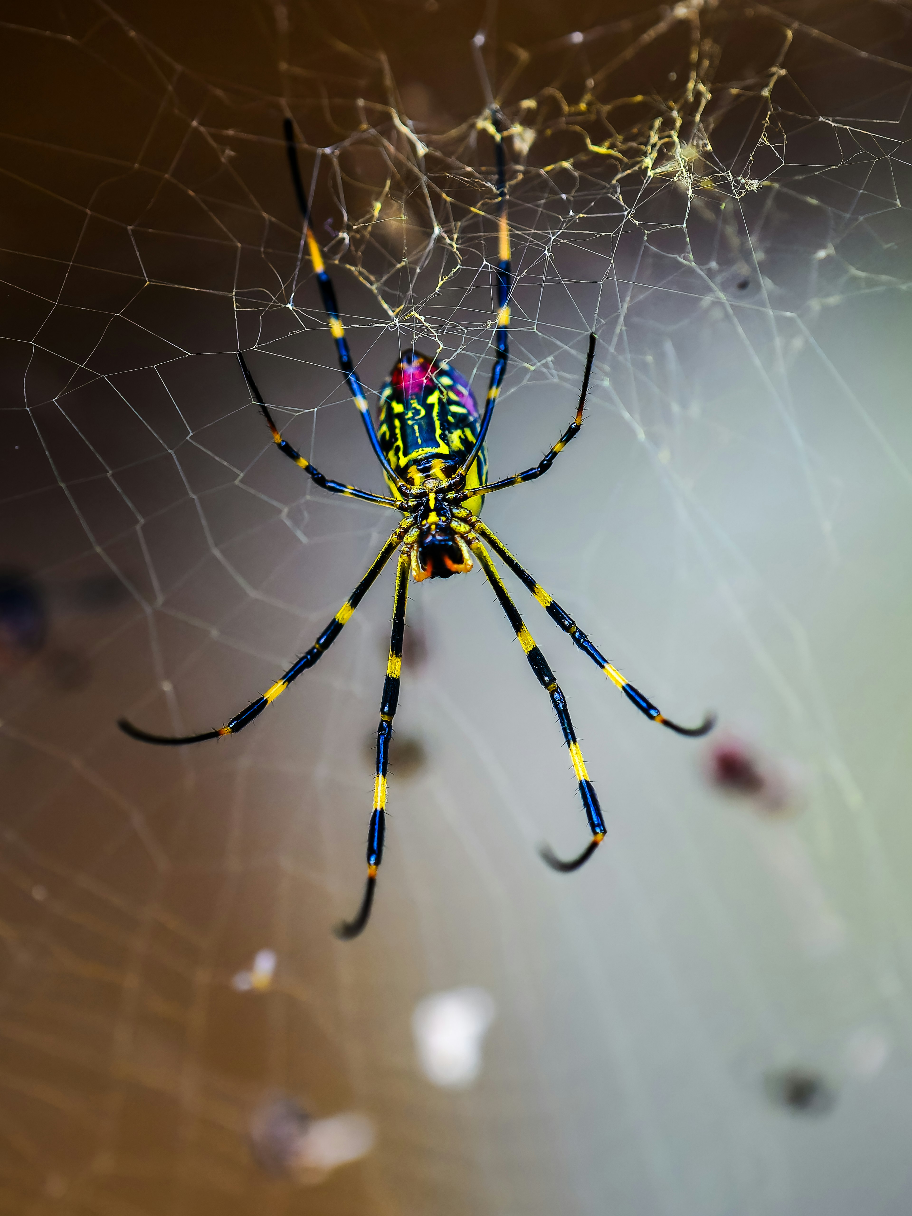 Une araignée colorée dans sa toile