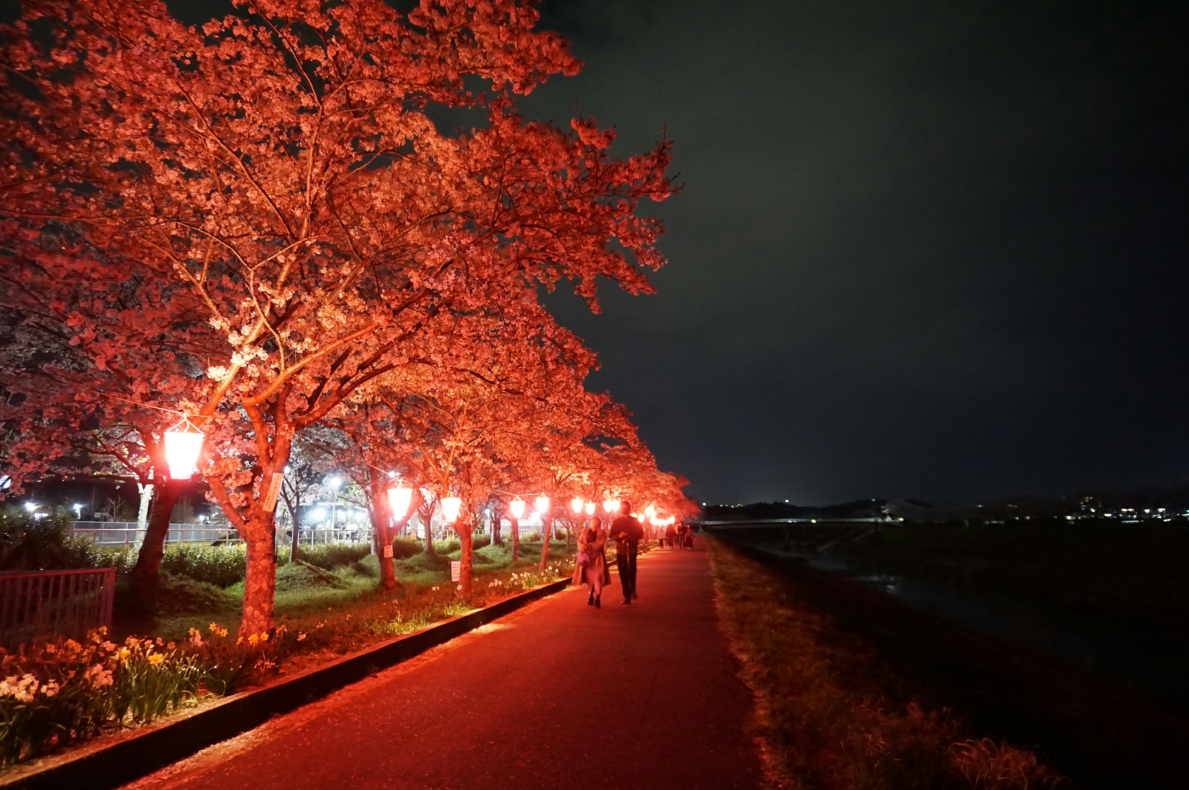 People walking under cherry blossom trees at night lined with red lanterns