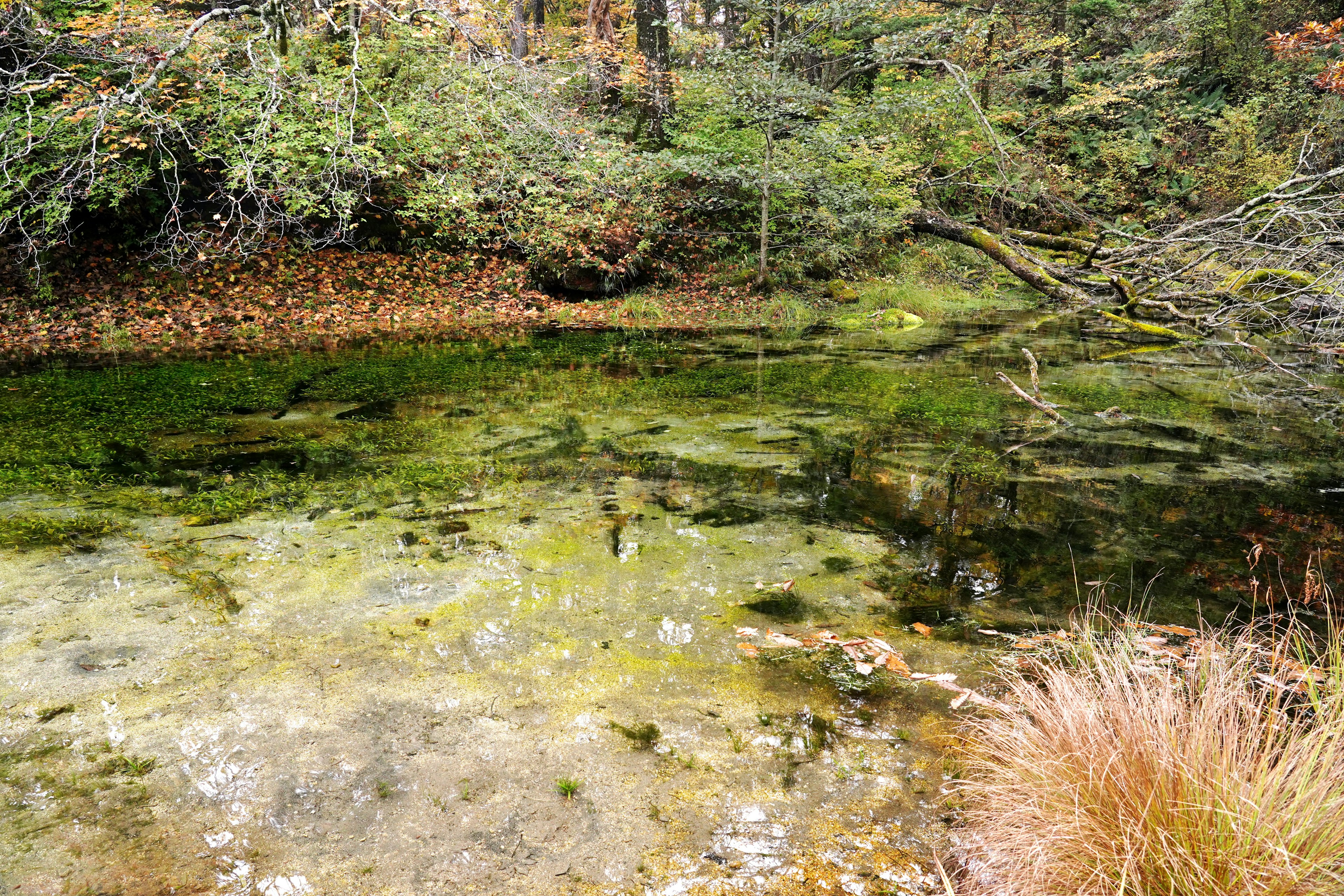 Serene pond with calm water surface surrounded by lush greenery