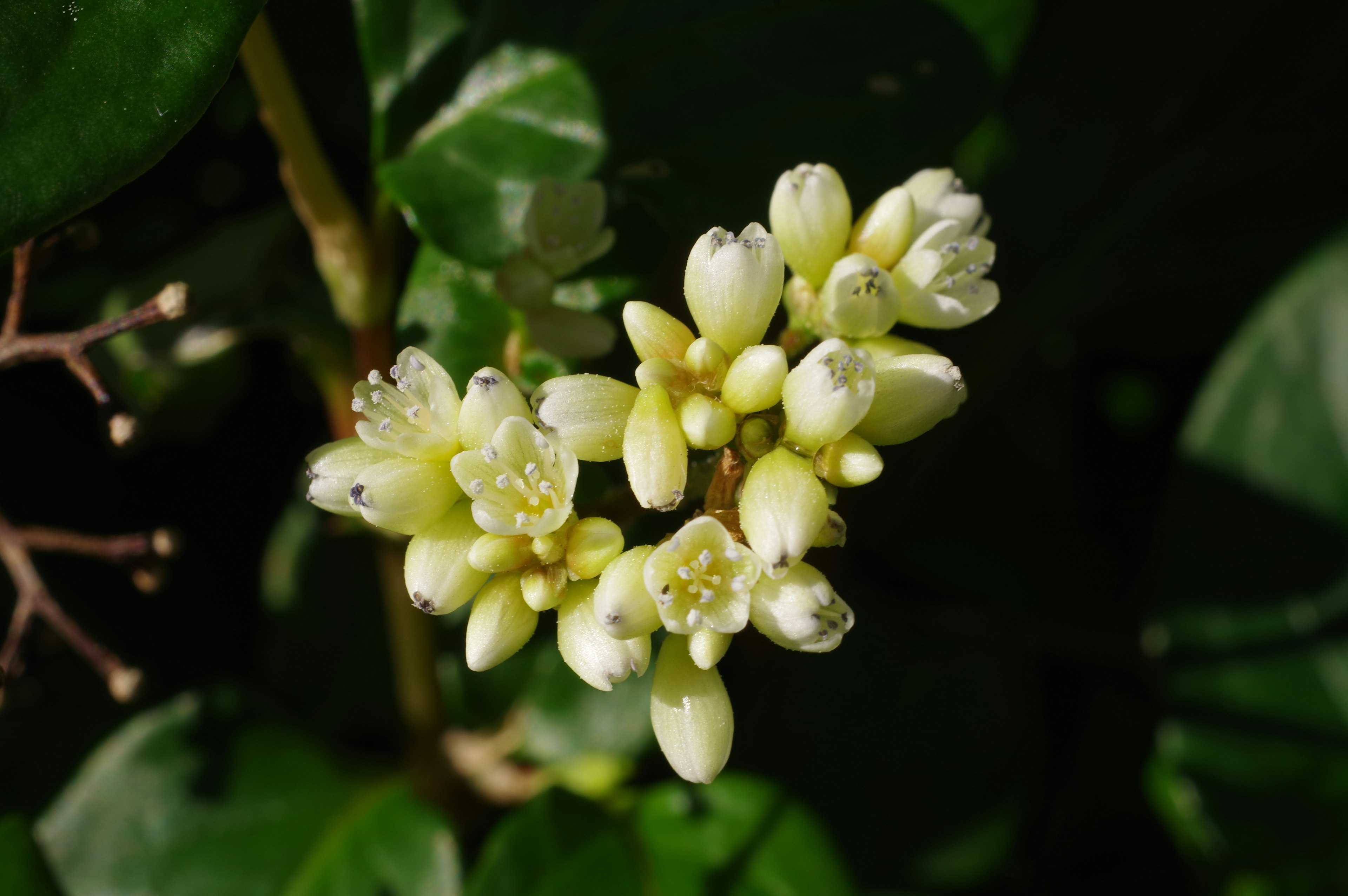 白い花のつぼみが集まっている植物のクローズアップ