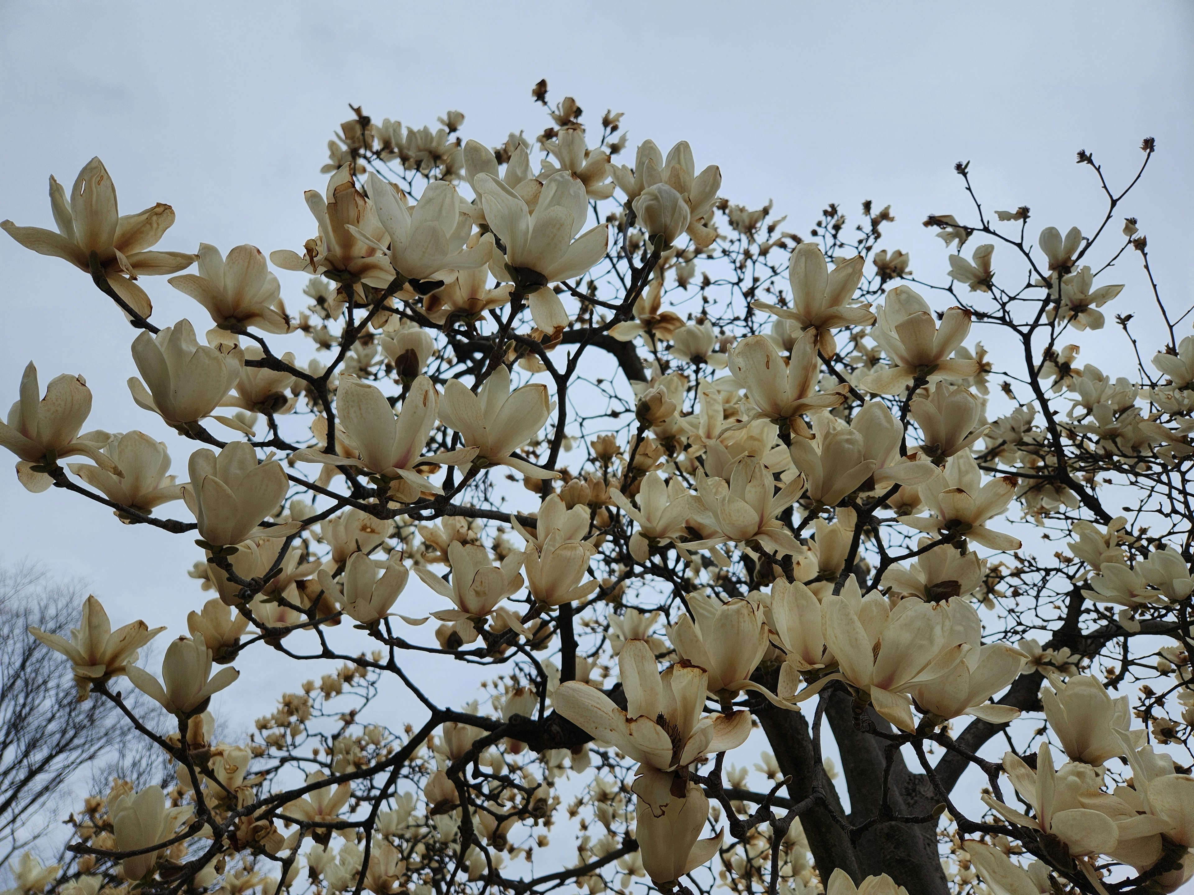 Arbre de magnolia en pleine floraison avec des fleurs blanches crémeuses sous un ciel nuageux