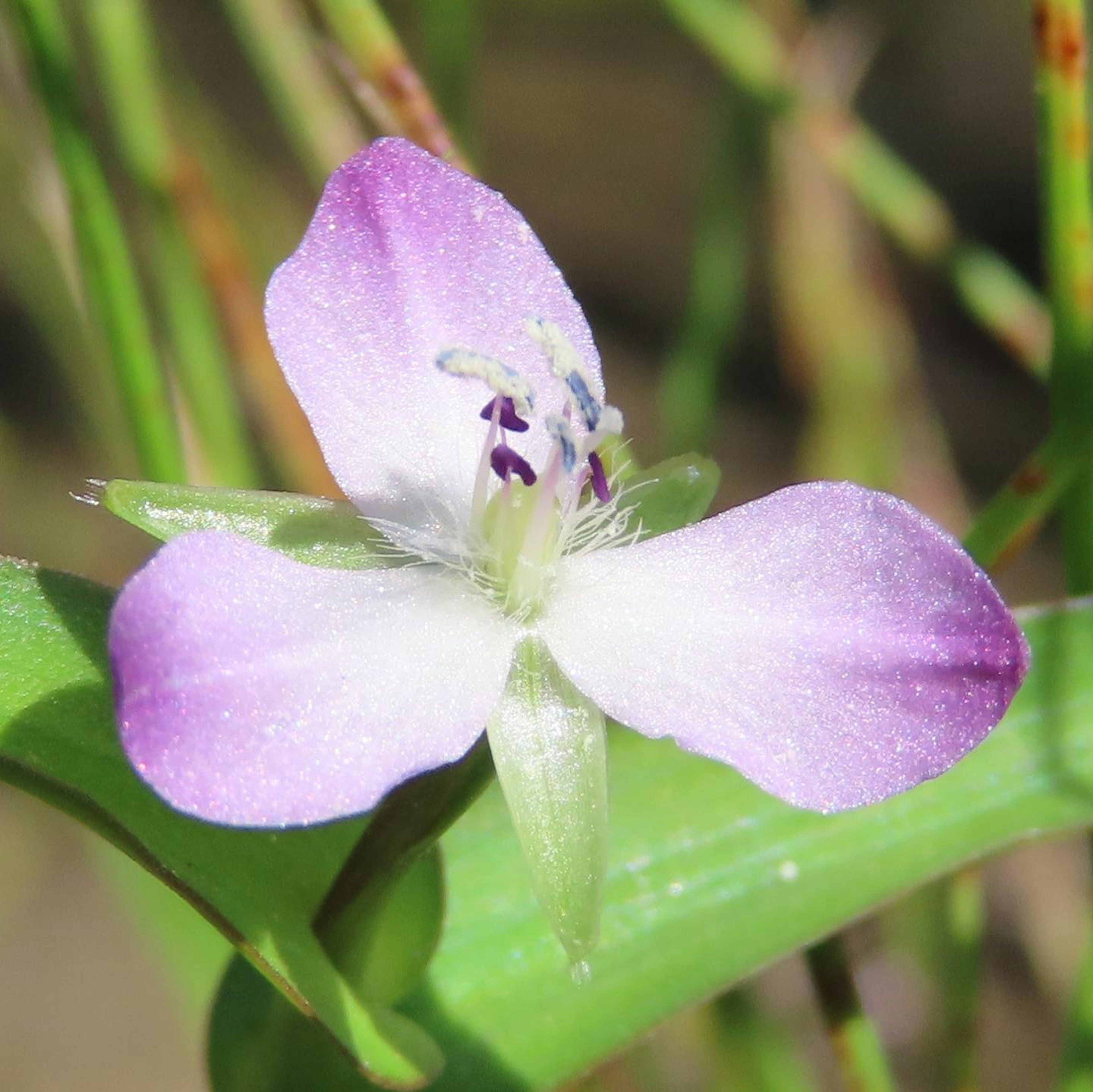 Un bellissimo fiore viola che sboccia tra foglie verdi