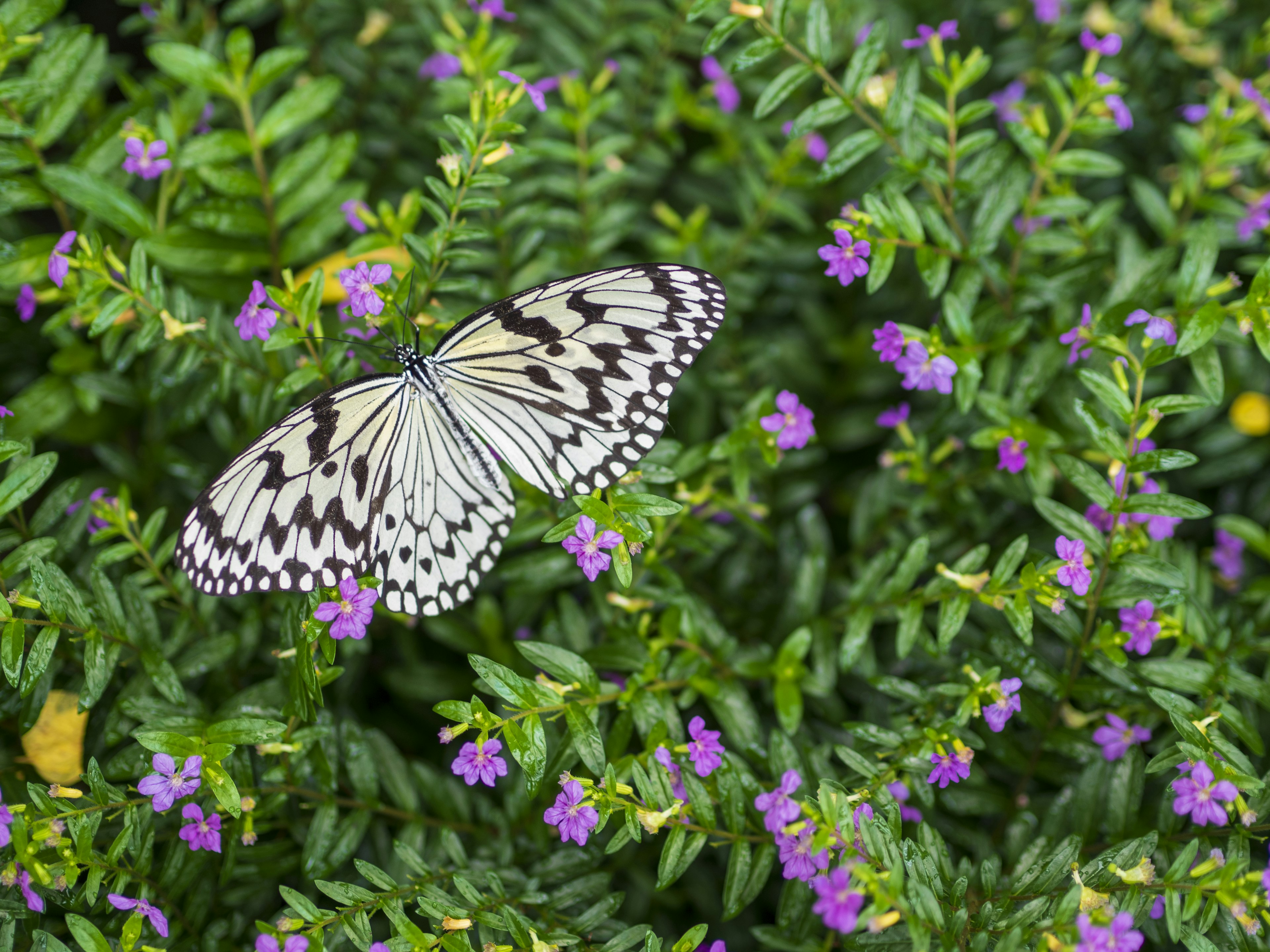 A white butterfly resting on purple flowers amidst green foliage