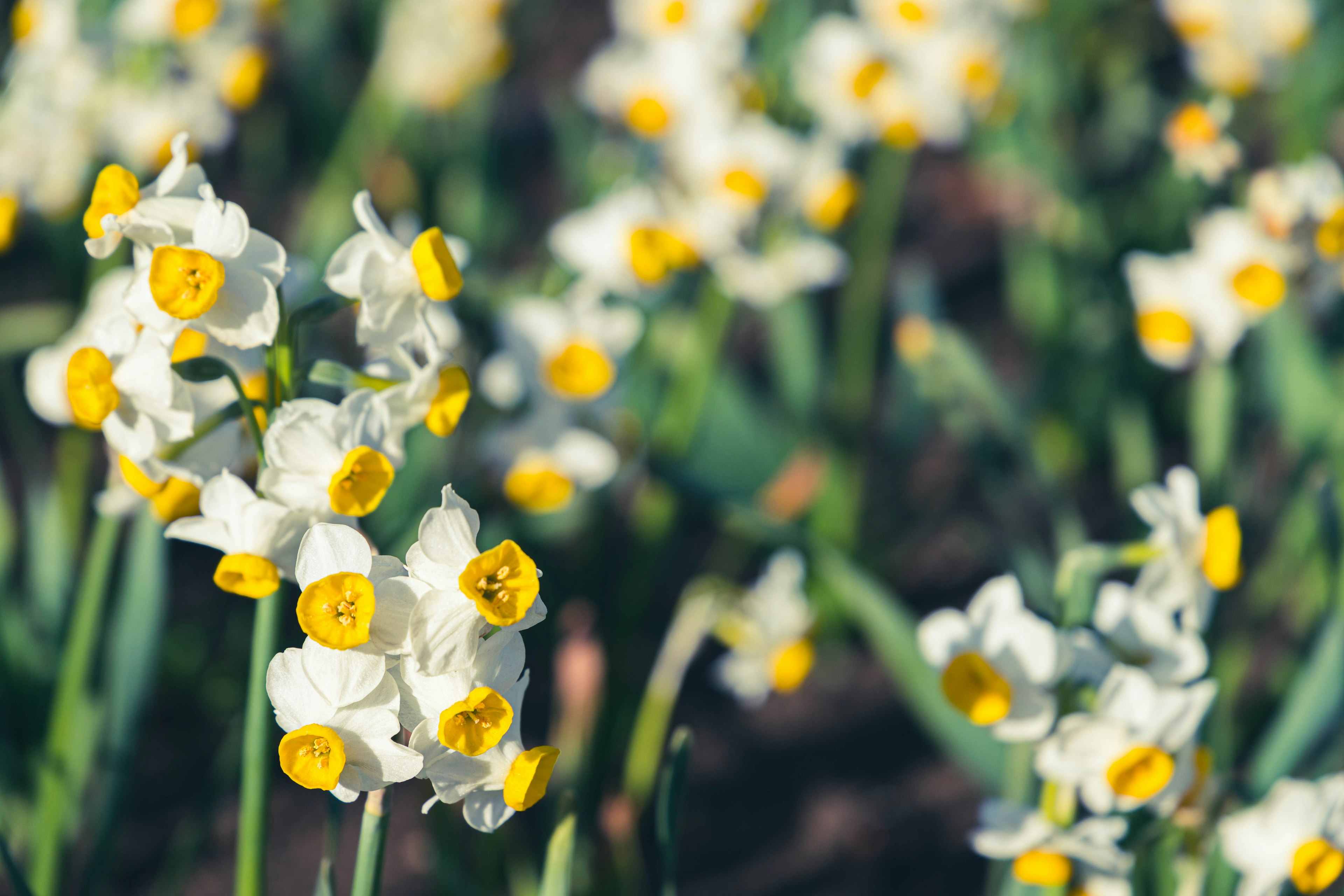 Campo de flores blancas y amarillas en flor en primavera