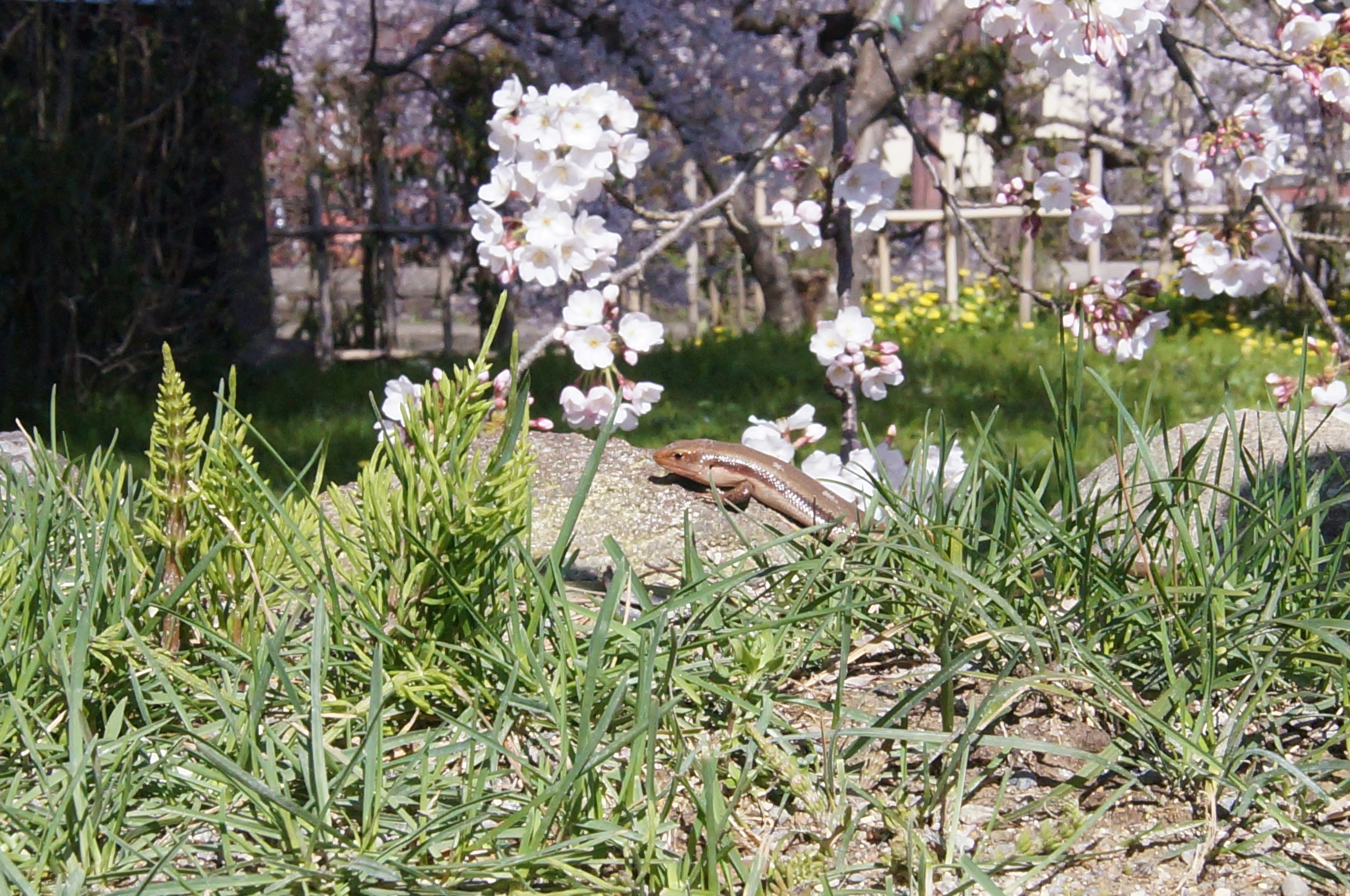 Pemandangan musim semi dengan bunga sakura dan rumput hijau subur