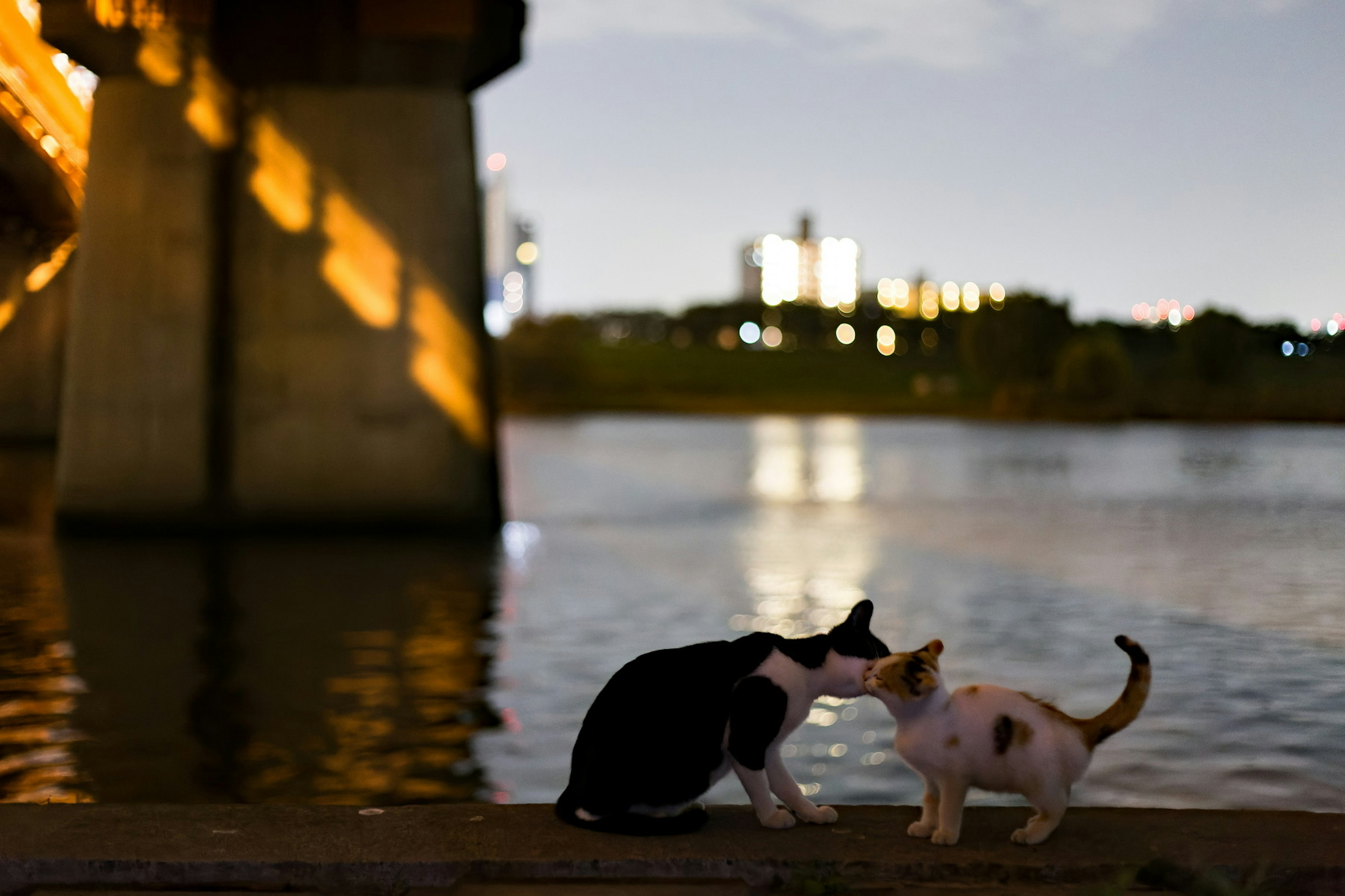 Dua kucing yang saling menyentuh di tepi sungai di bawah jembatan pada malam hari