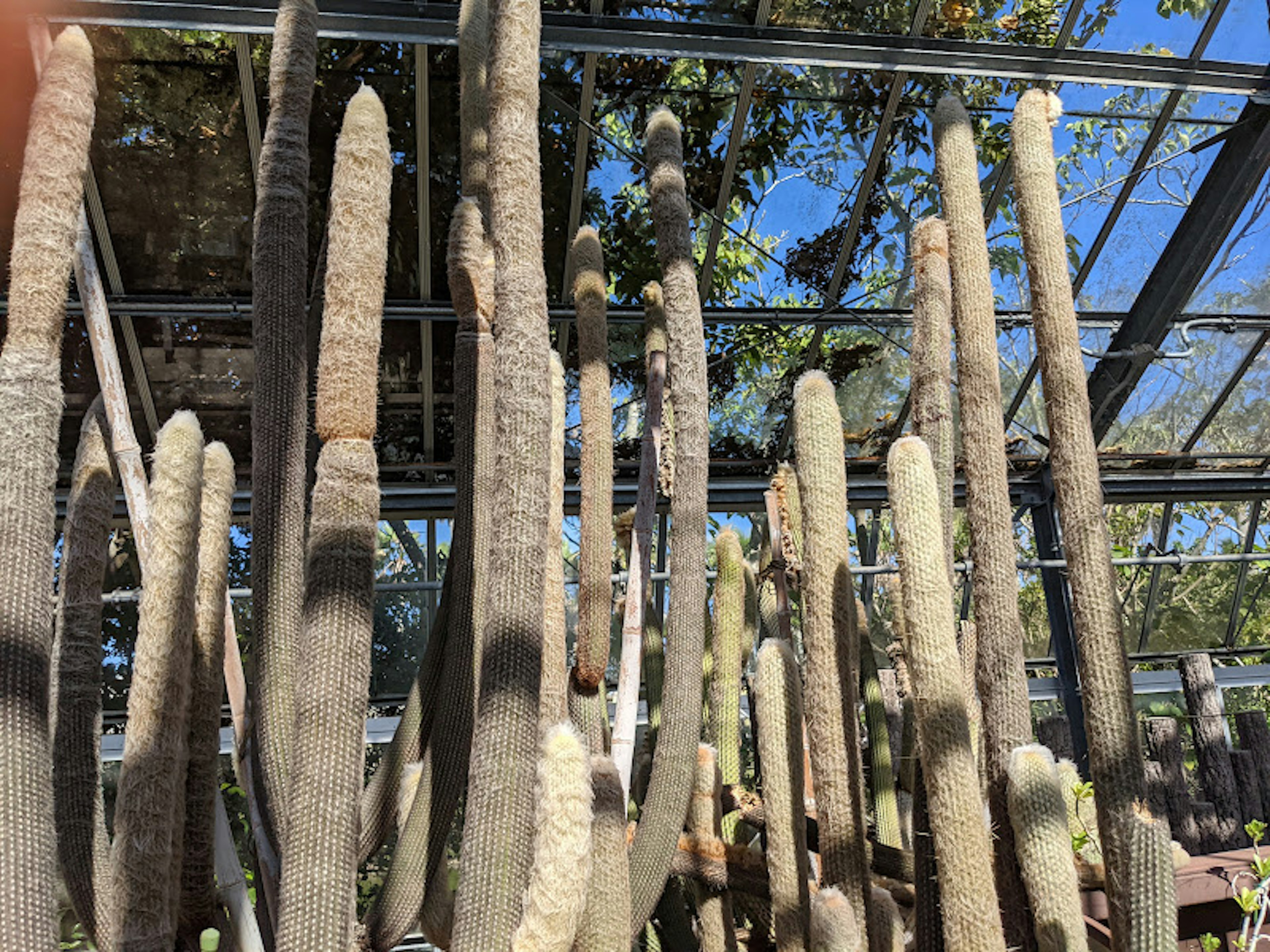 A cluster of tall cacti in a glass greenhouse