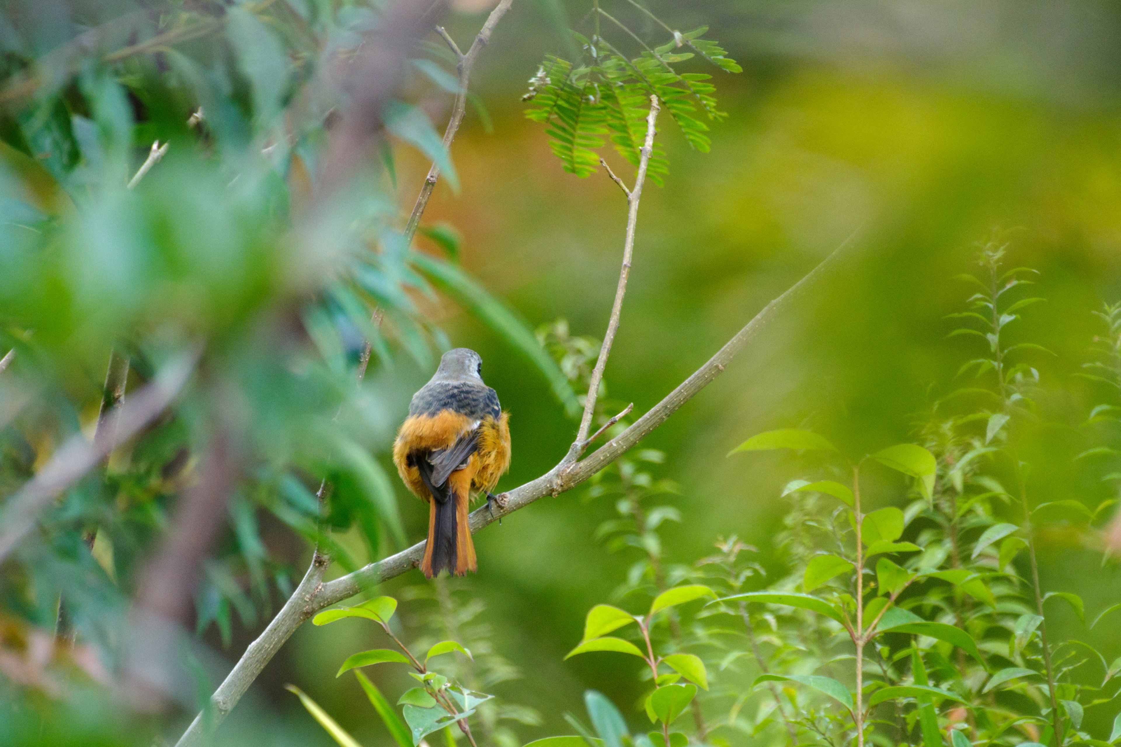 Ein Vogel, der auf einem Ast sitzt, mit grünem Hintergrund