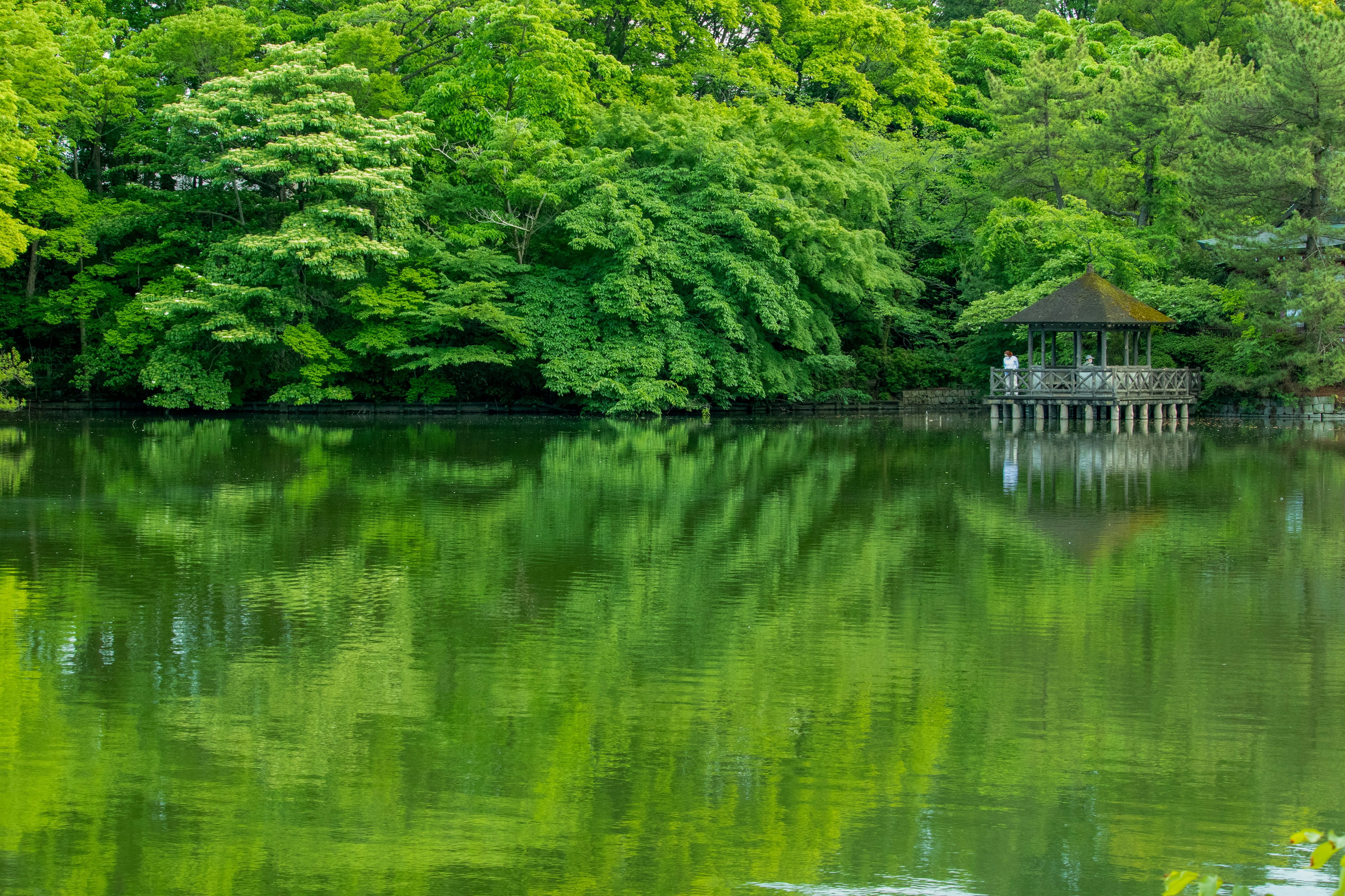 Serene lake surrounded by lush green trees with a small wooden pavilion at the water's edge