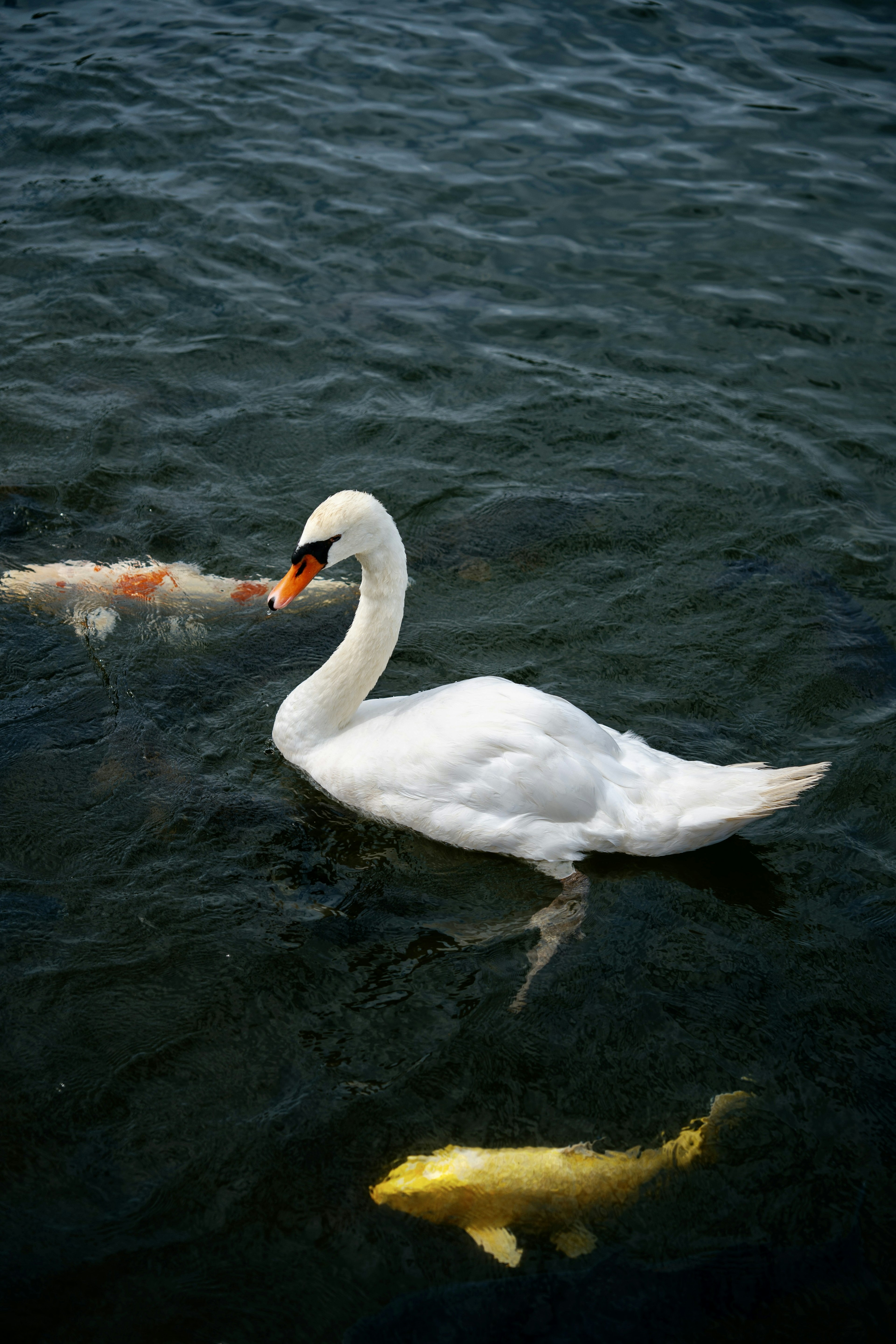 白鳥が水面で泳いでいる周りに鯉がいる