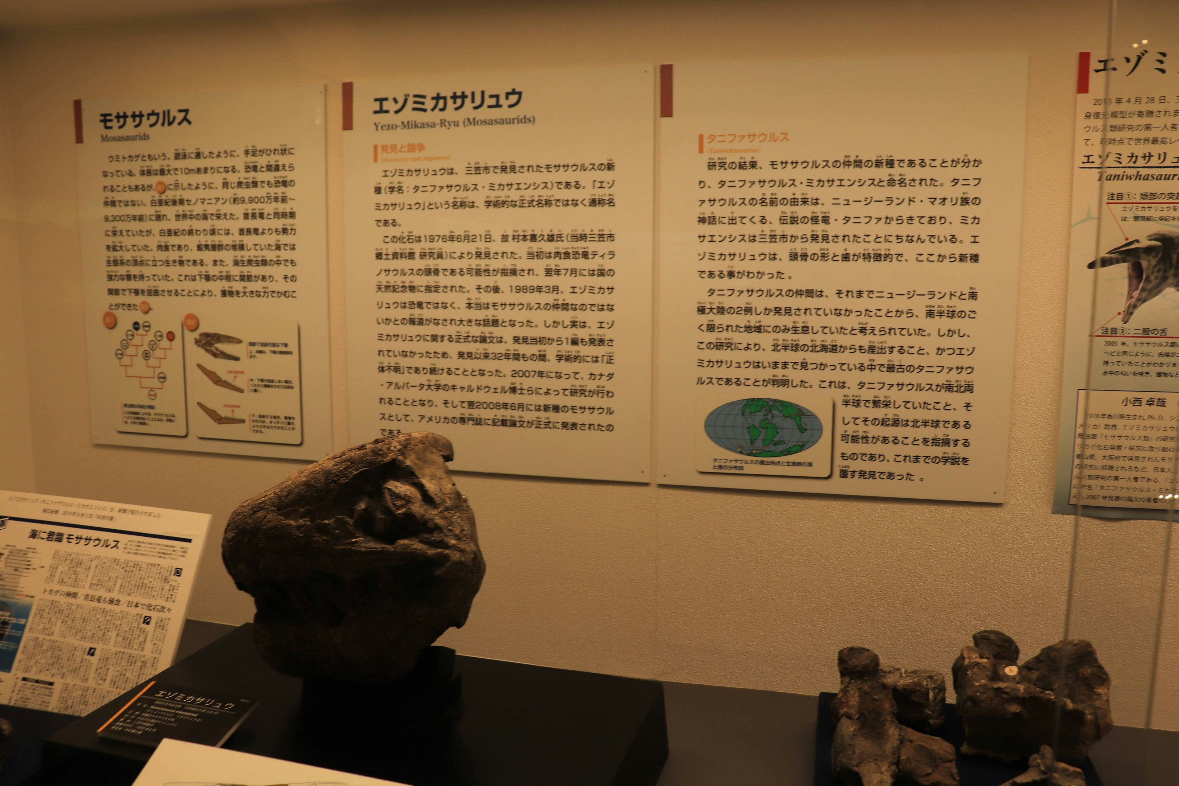 Museumsausstellung mit Informationspanelen und Fossilienausstellung