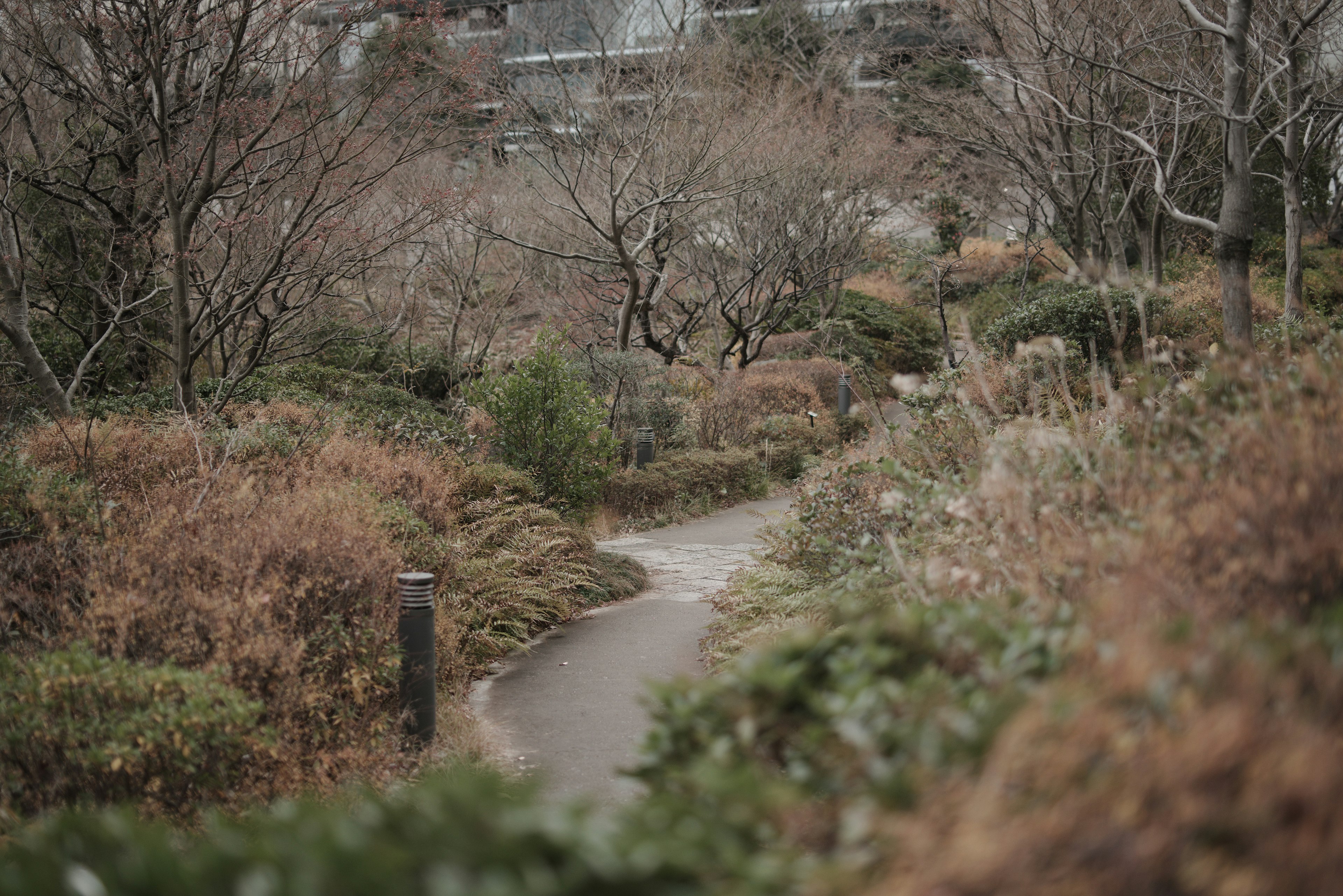 静かな風景の公園小道と枯れた木々の景観