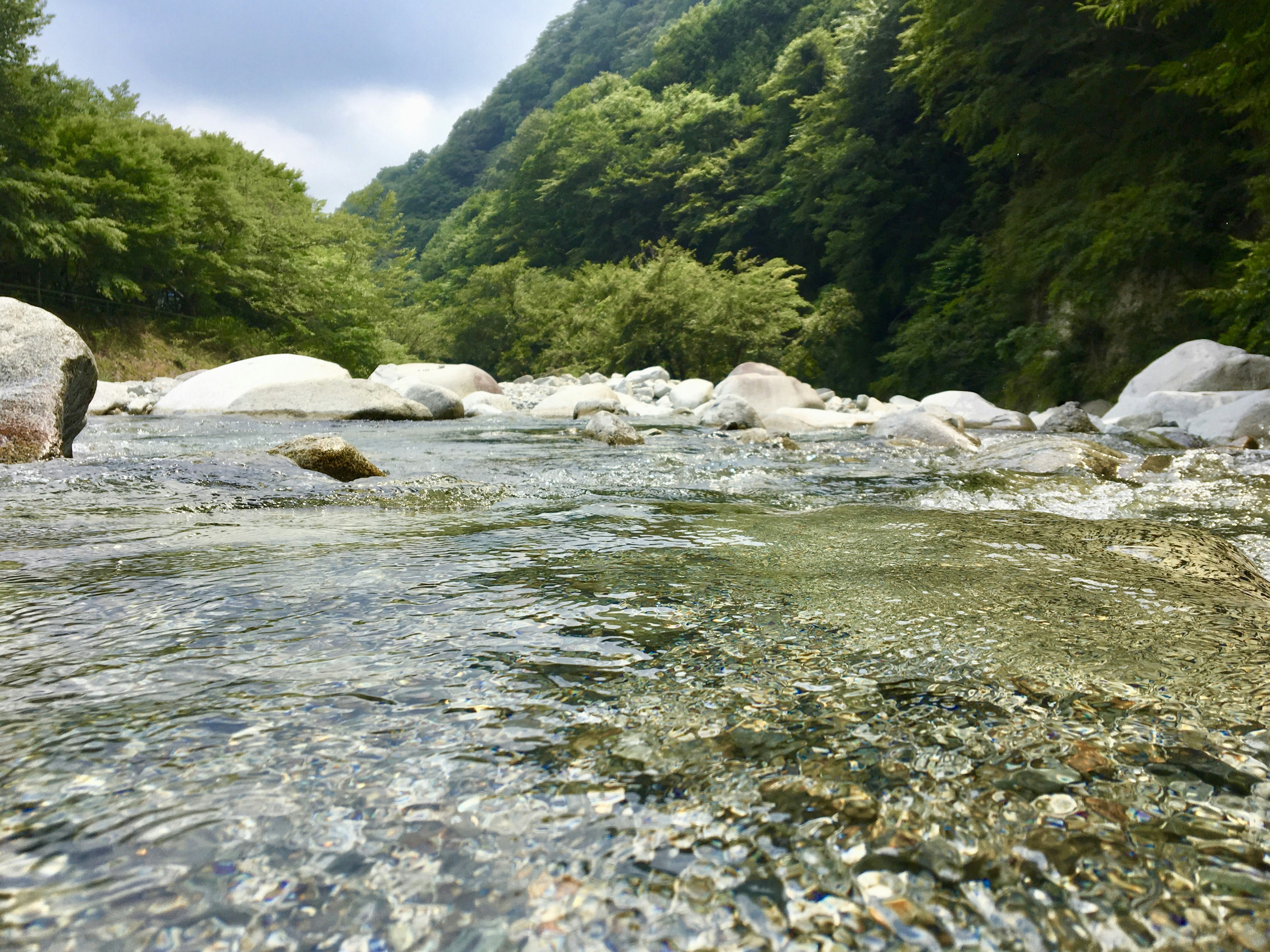 Un fiume sereno che scorre tra alberi verdi lussureggianti