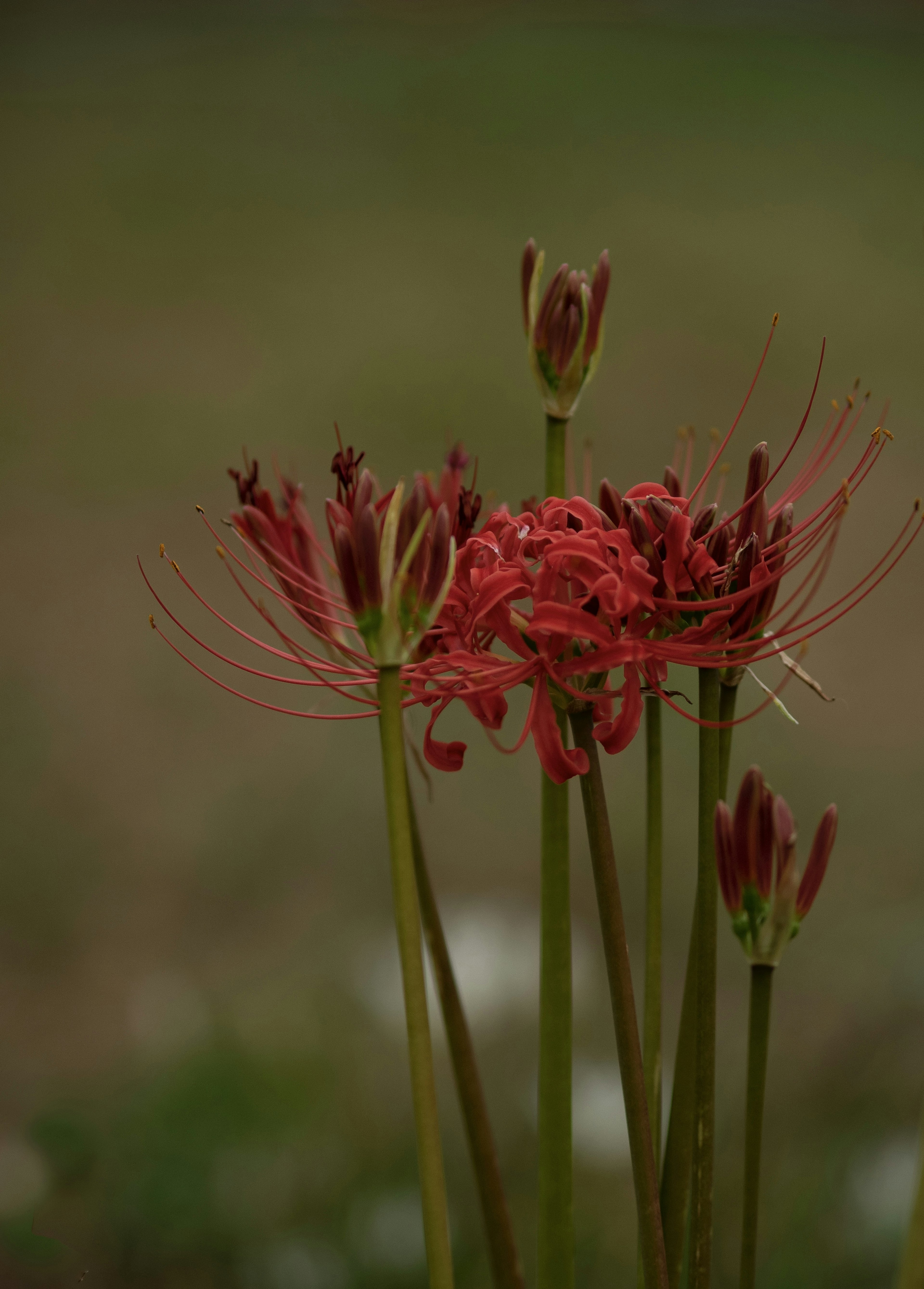 ภาพของกลุ่มดอกไม้สีแดงในสภาพแวดล้อมทางธรรมชาติ