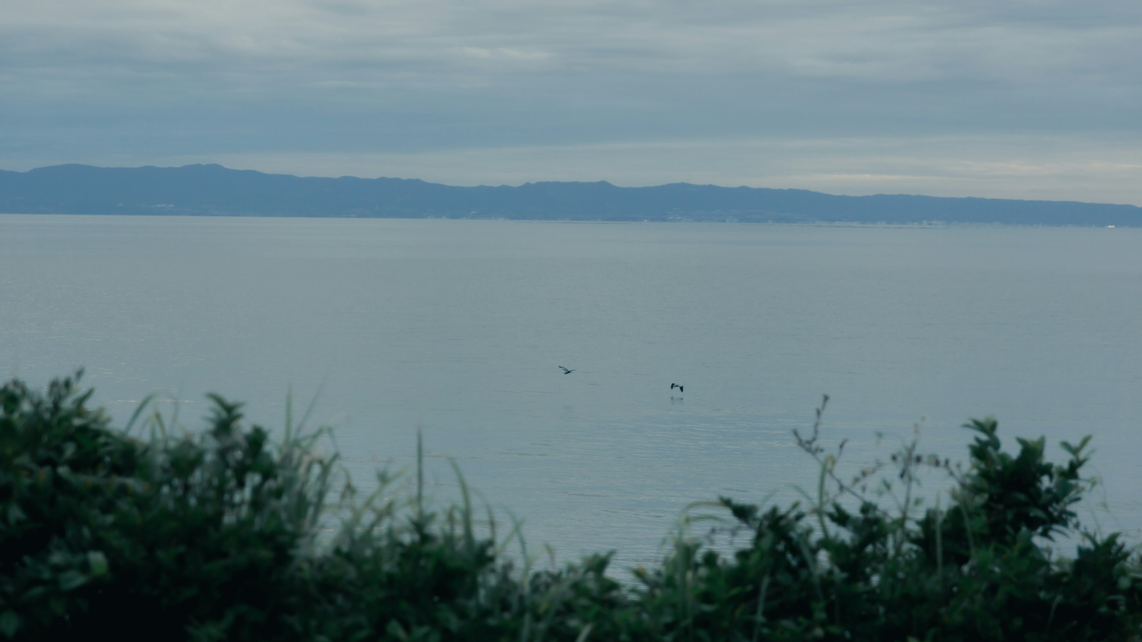 Une vue sereine de l'océan avec des montagnes au loin et de petites créatures visibles dans l'eau