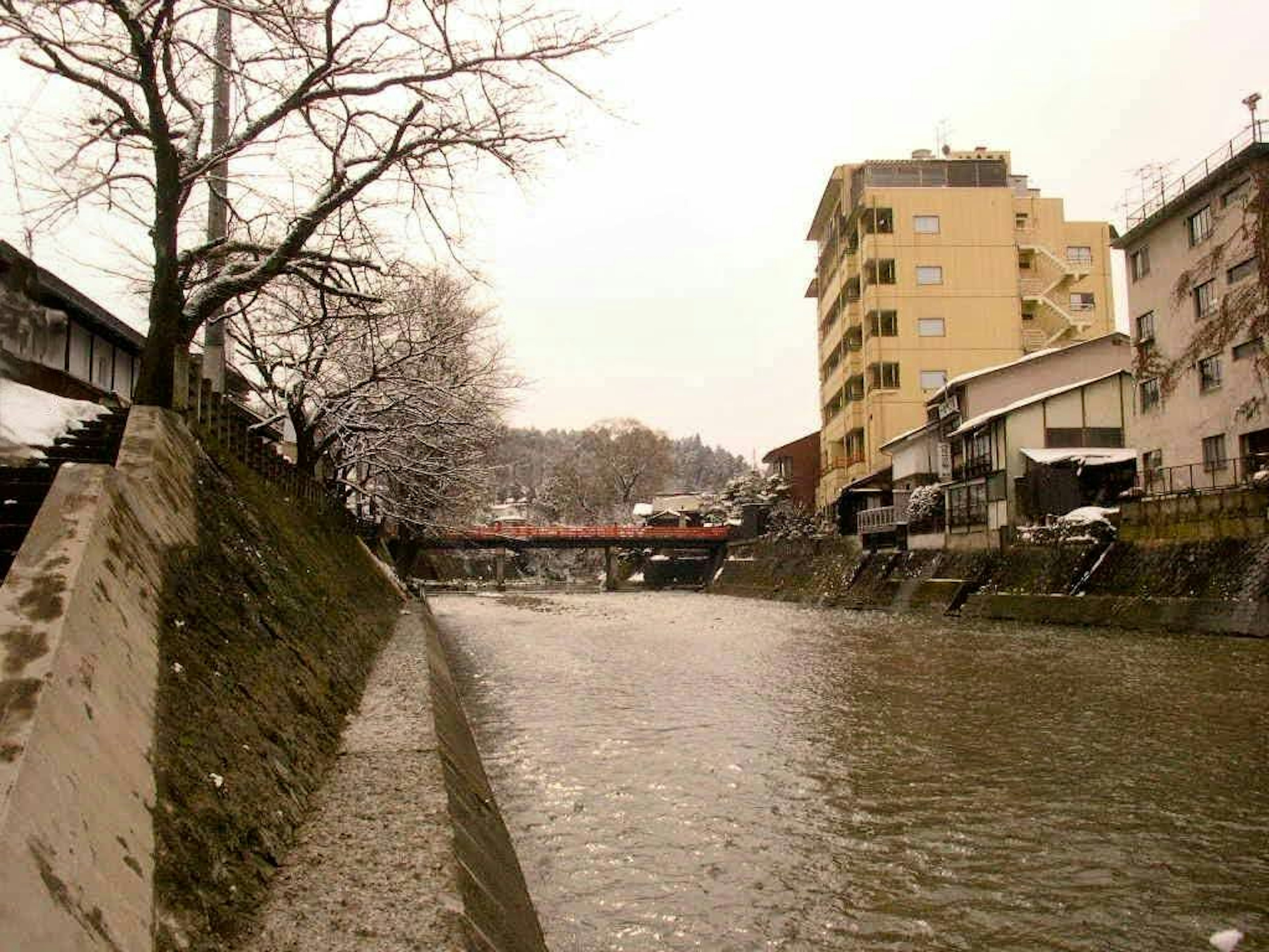 Pemandangan tepi sungai dengan bangunan dan pohon sakura