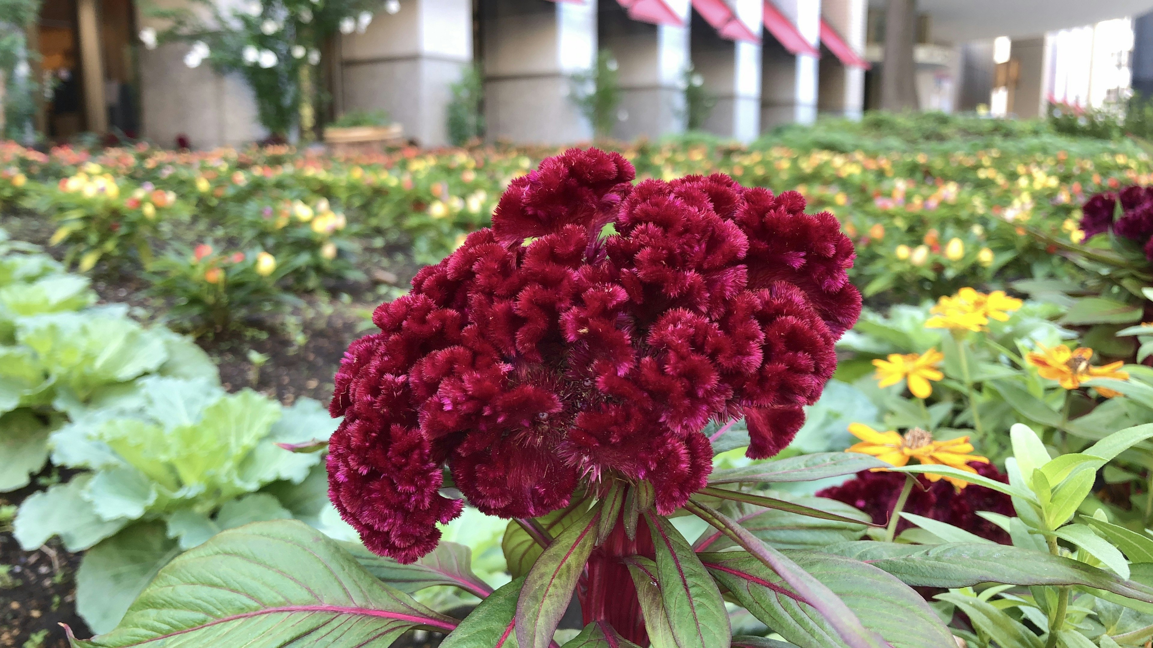 Vibrant red flower in a garden setting