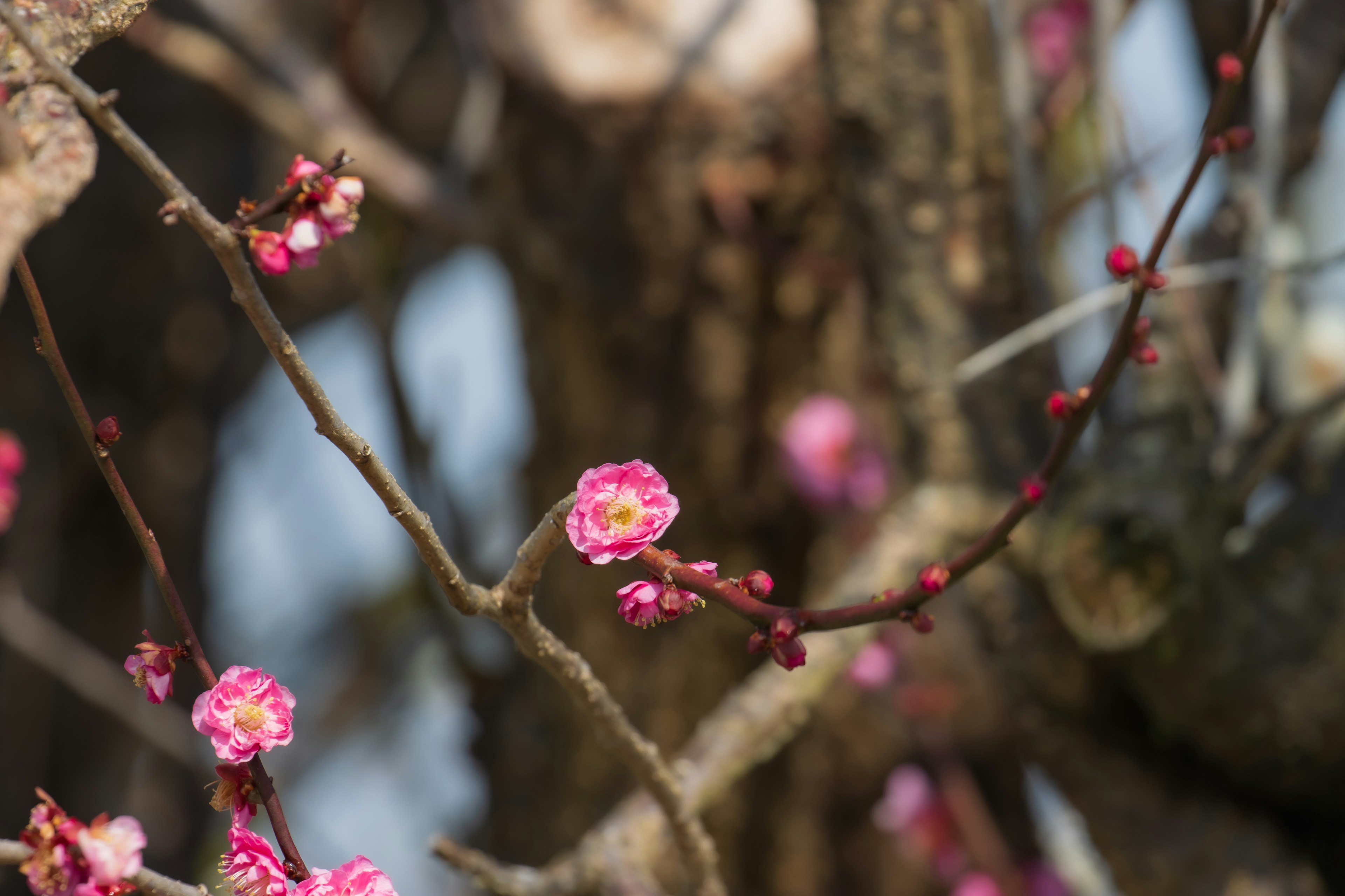 Primo piano di un ramo di pruno con fiori rosa in fiore