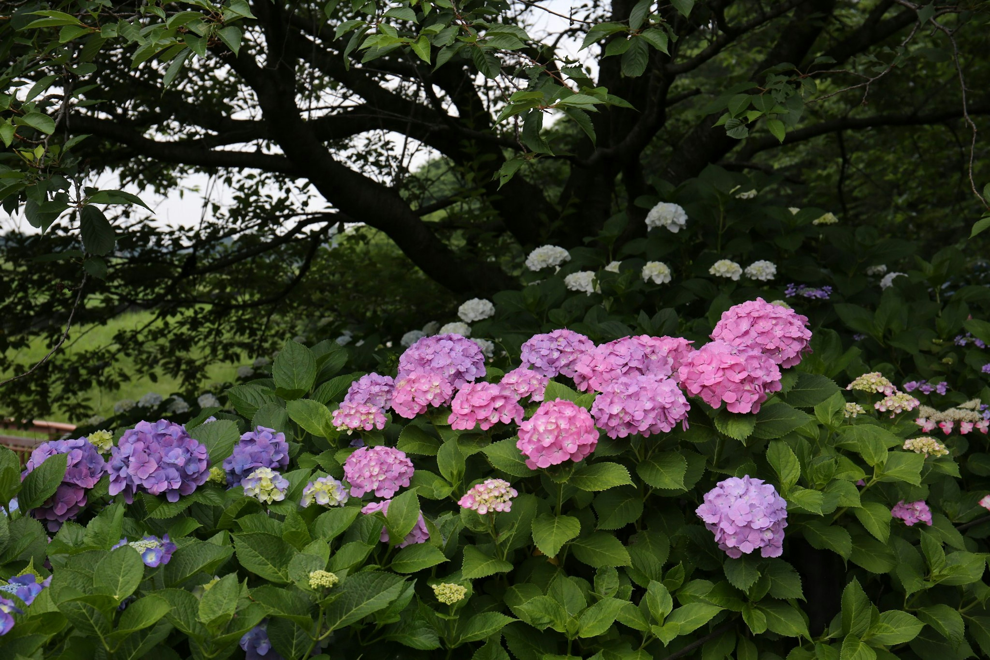 Pameran cerah dari bunga hydrangea berwarna-warni yang mekar di taman