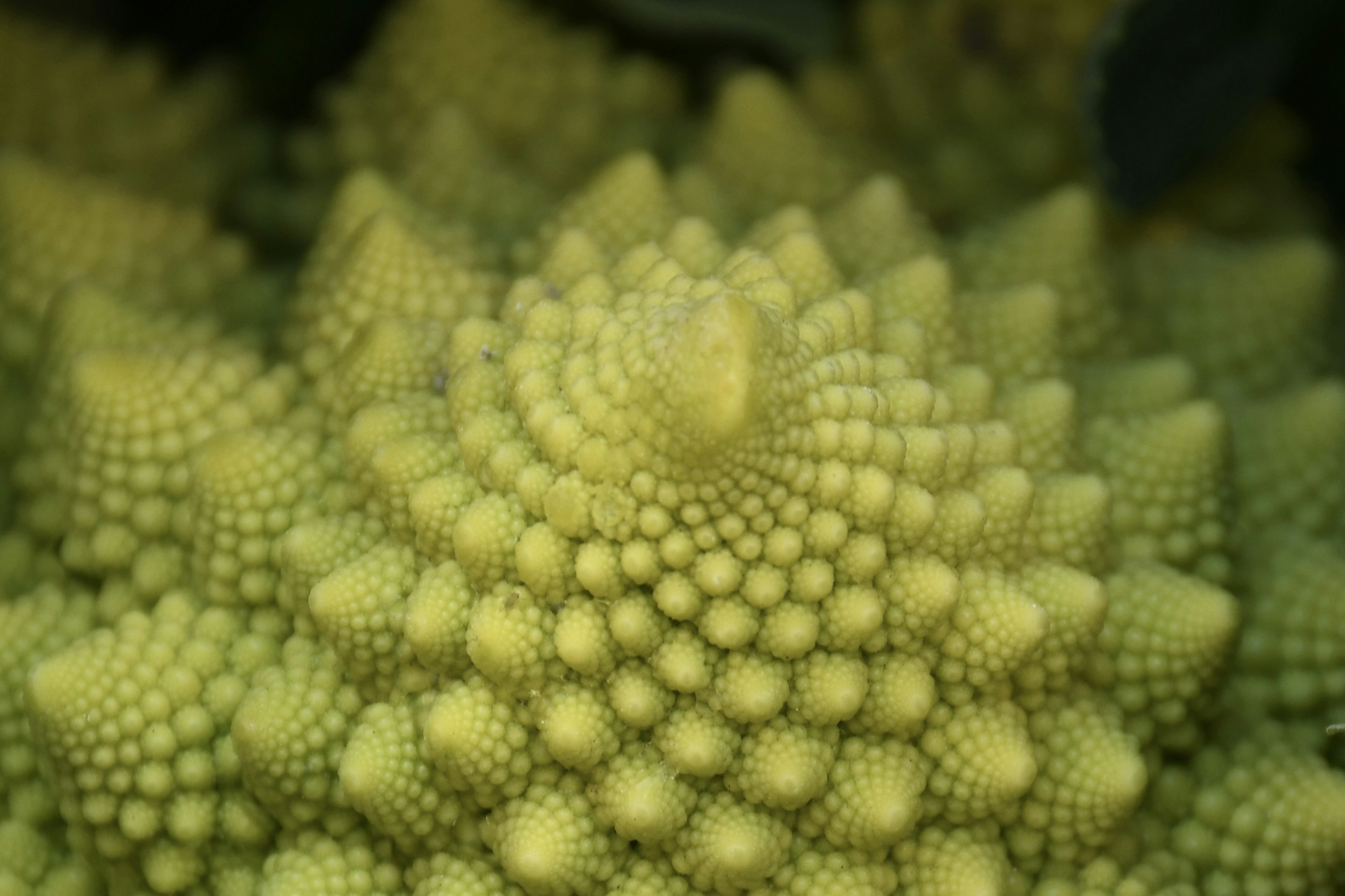 Nahaufnahme eines grünen Romanesco-Gemüses mit komplizierten Spiralmustern