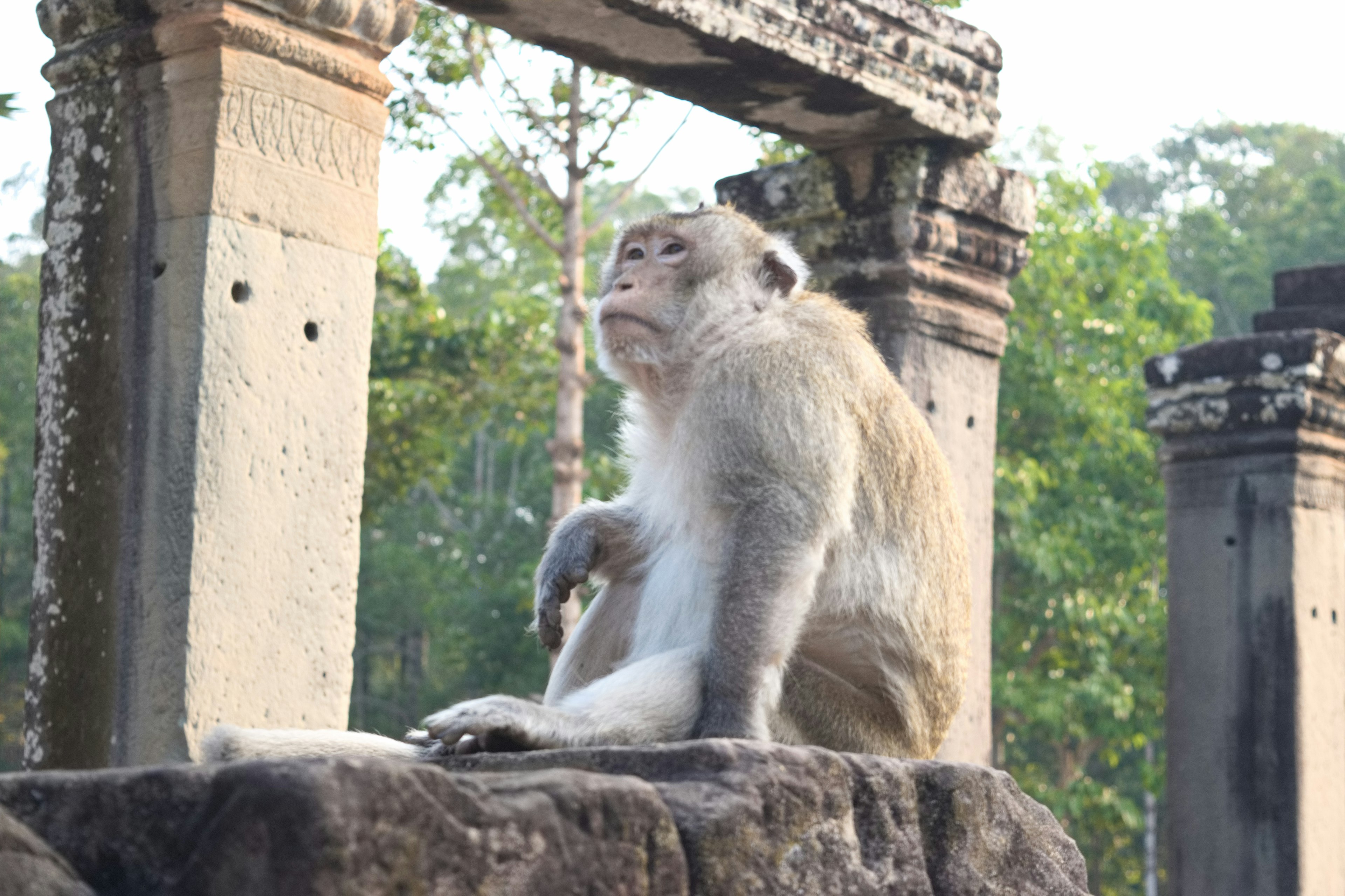 A monkey sitting on a stone ruin with a green background