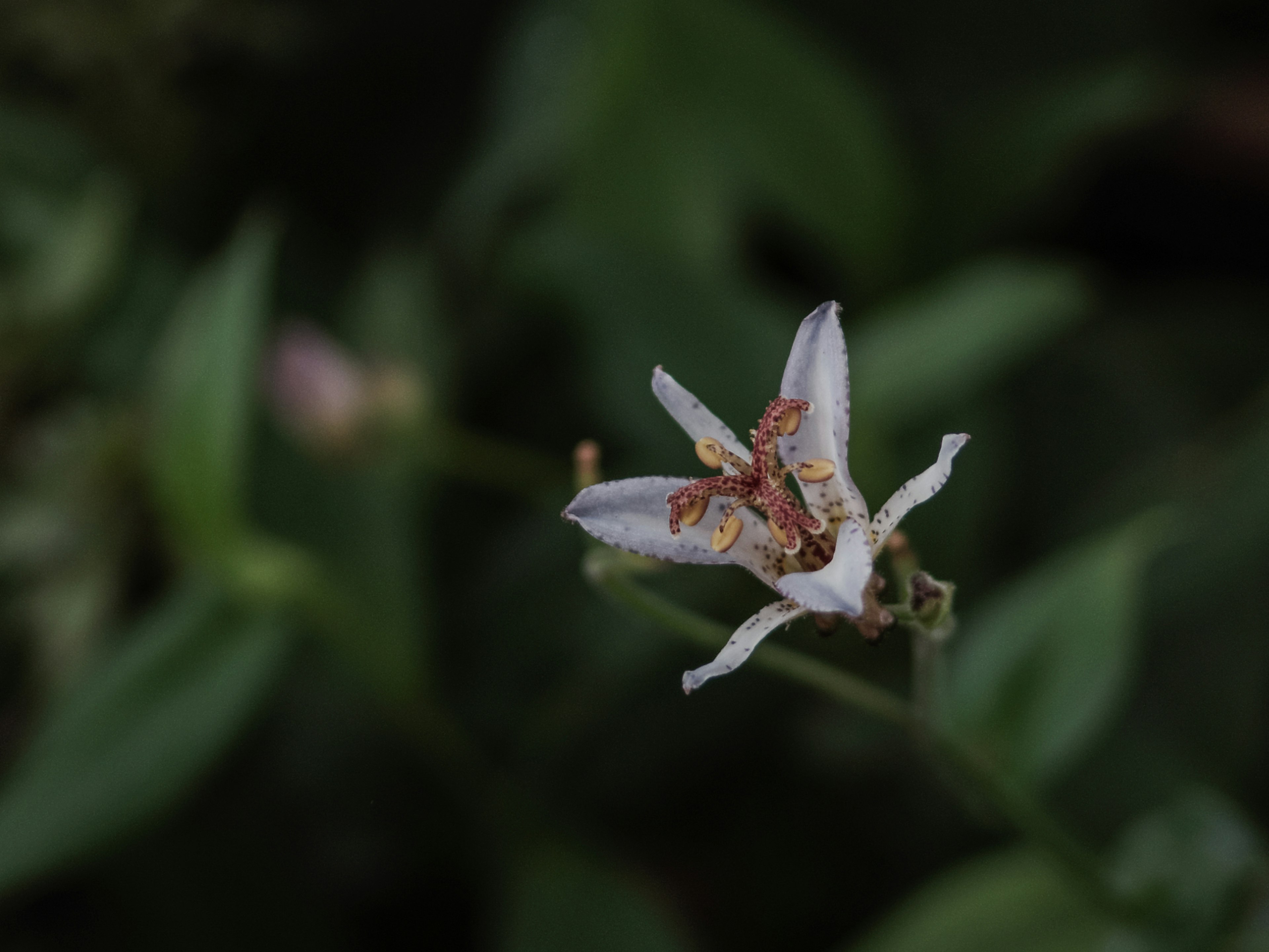 Primo piano di un fiore bianco con macchie arancioni su sfondo verde