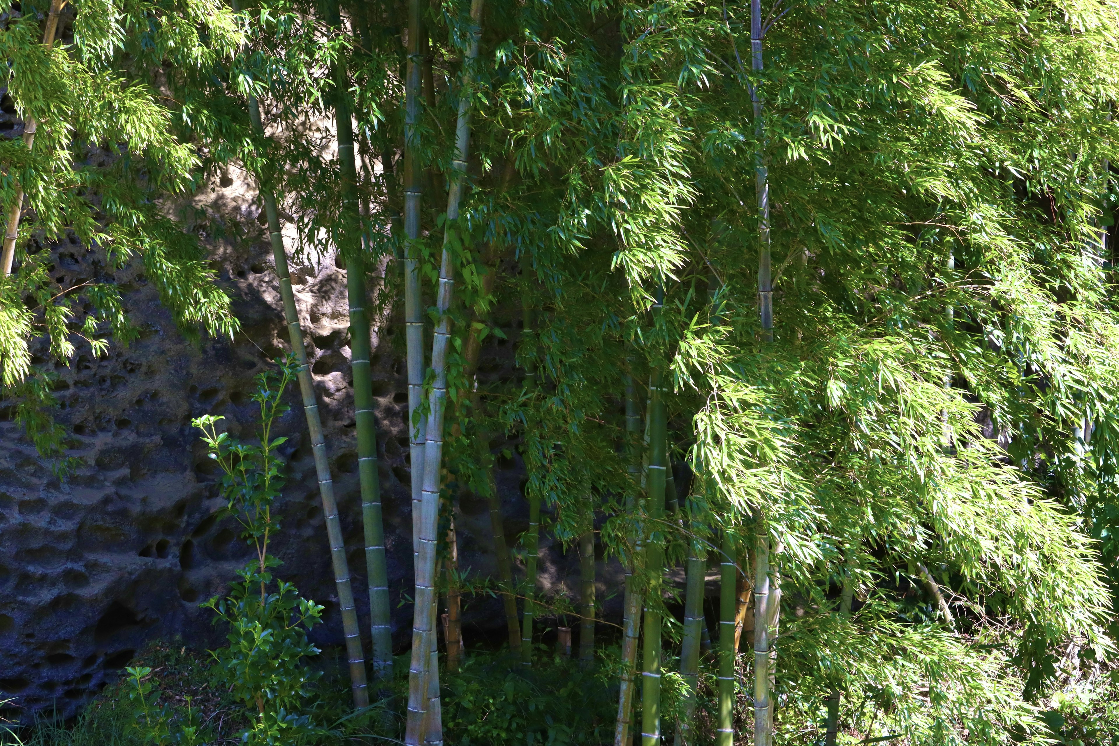 Bosquet de bambous verts luxuriants contrastant avec un fond rocheux