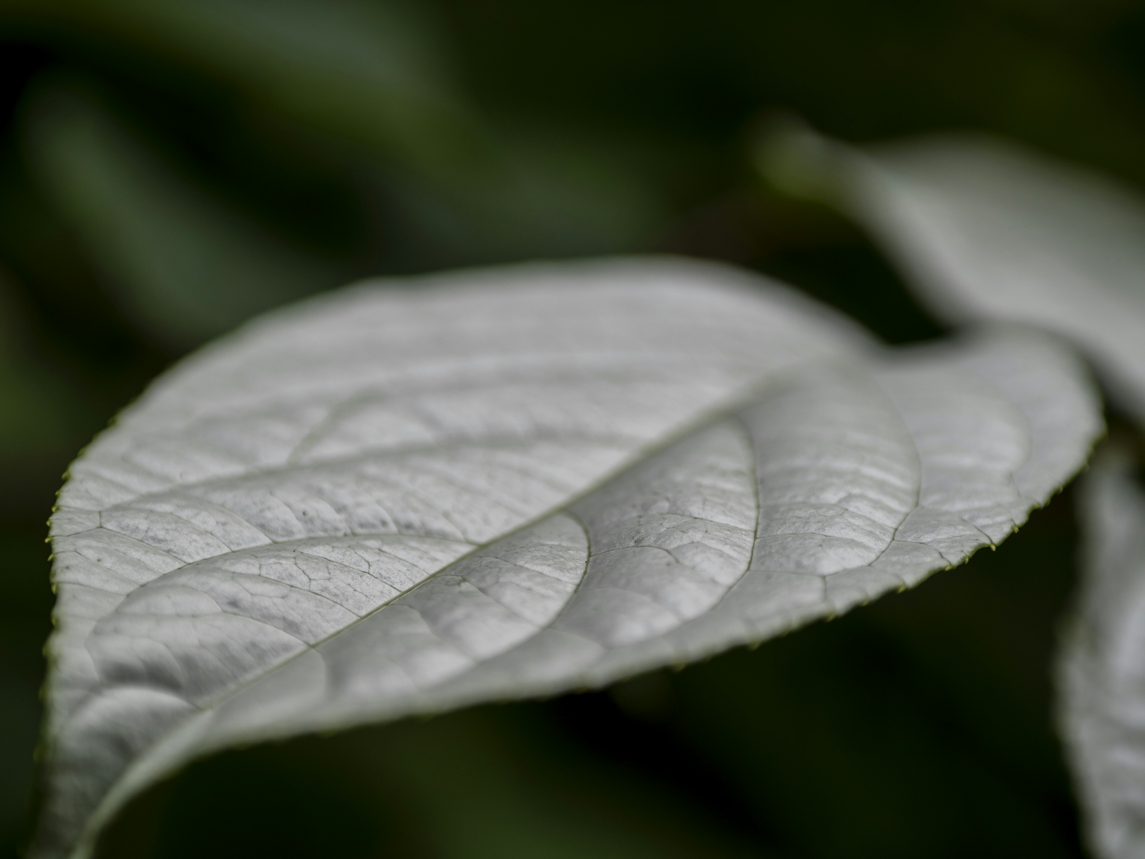 Primer plano de una hoja blanca sobre un fondo verde