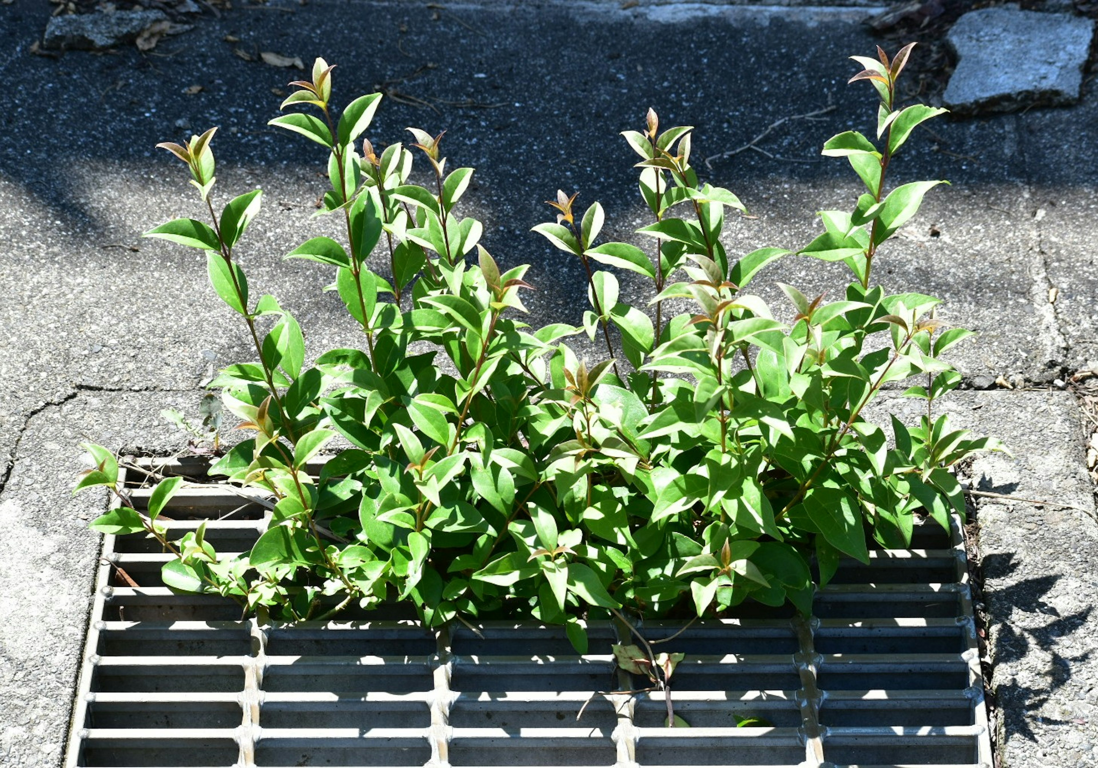 Green plants growing from a drainage grate