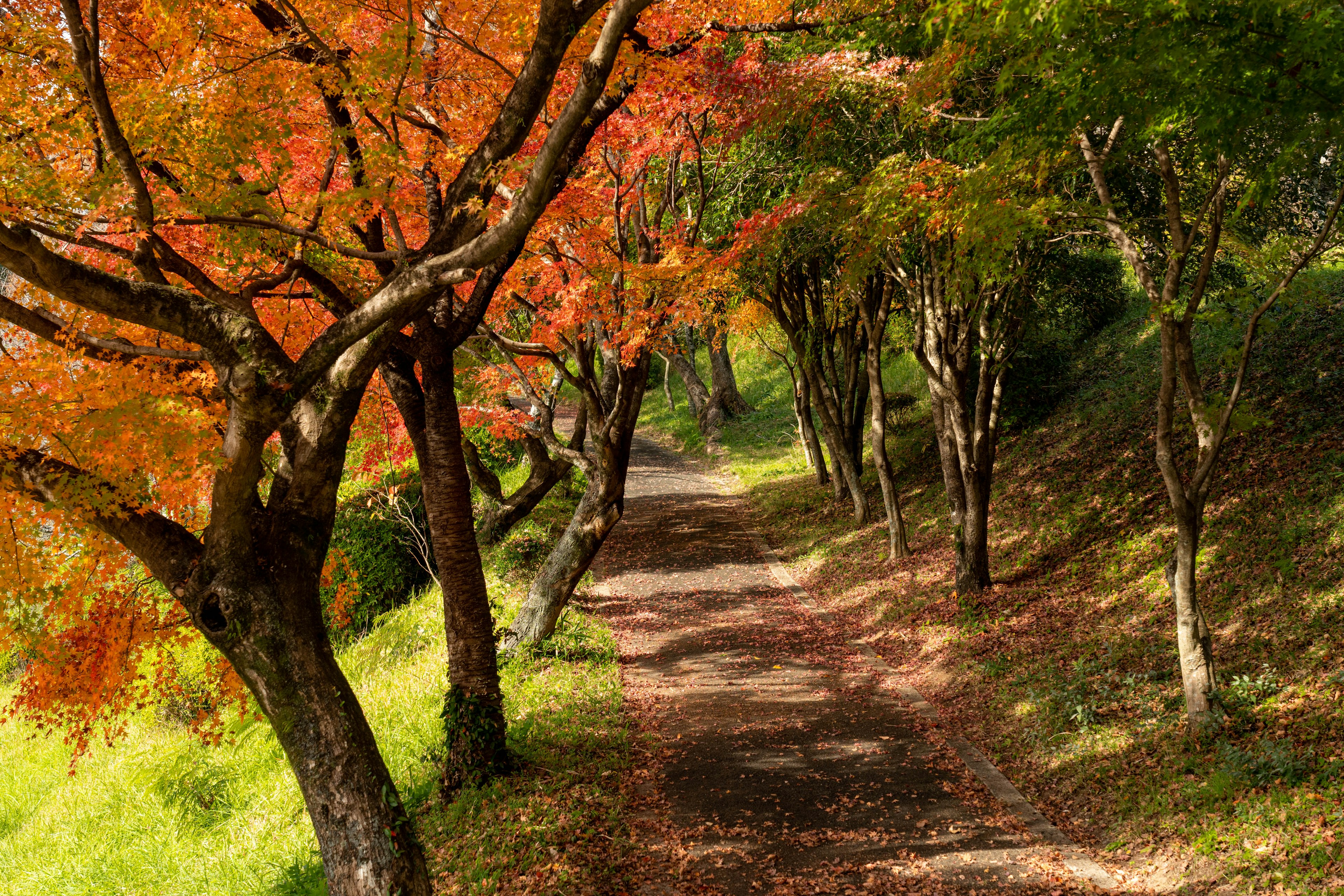 Scenic pathway lined with vibrant autumn foliage