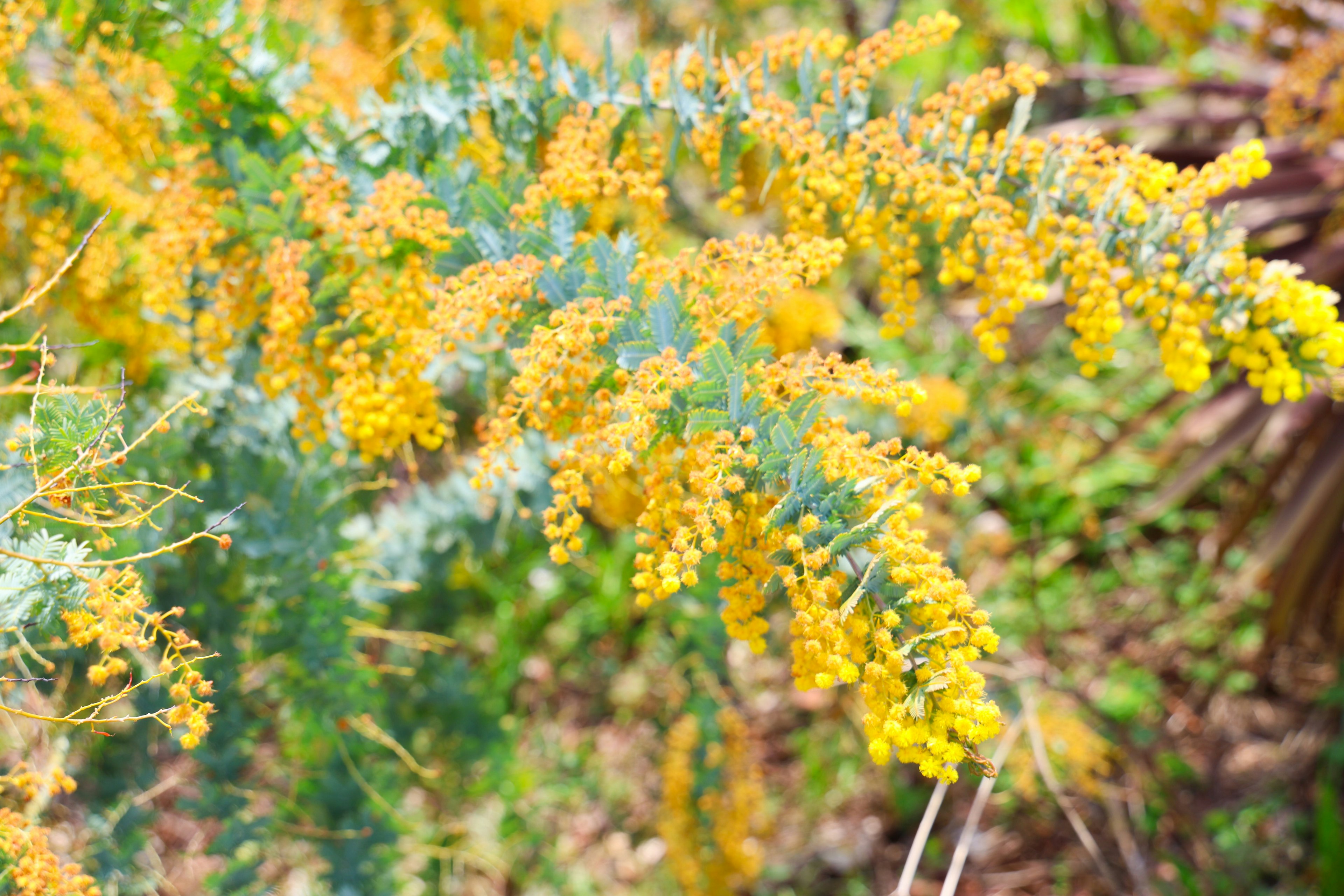 Primo piano di un ramo di pianta con fiori gialli