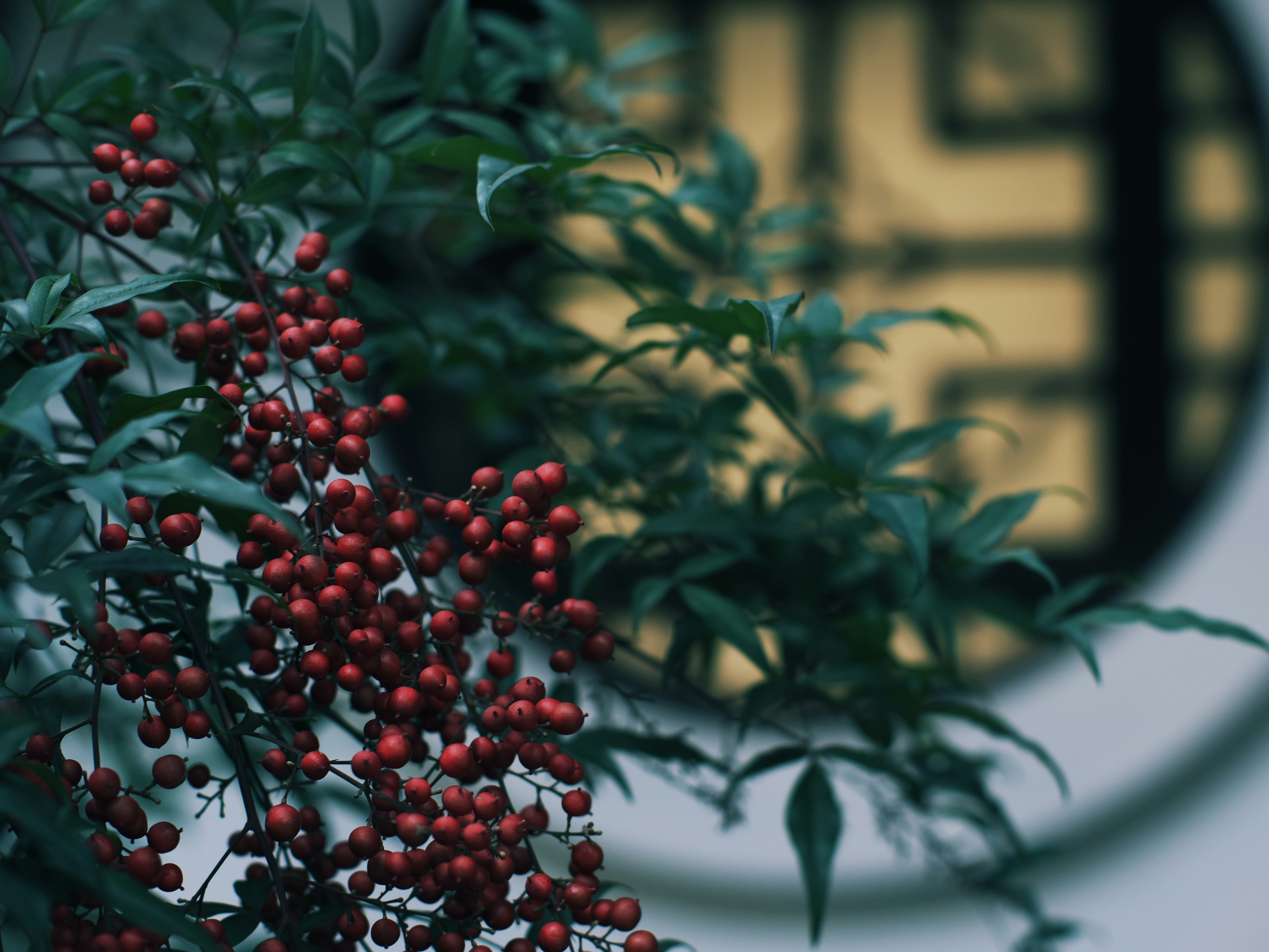 A plant with red berries and green leaves set against a circular patterned background