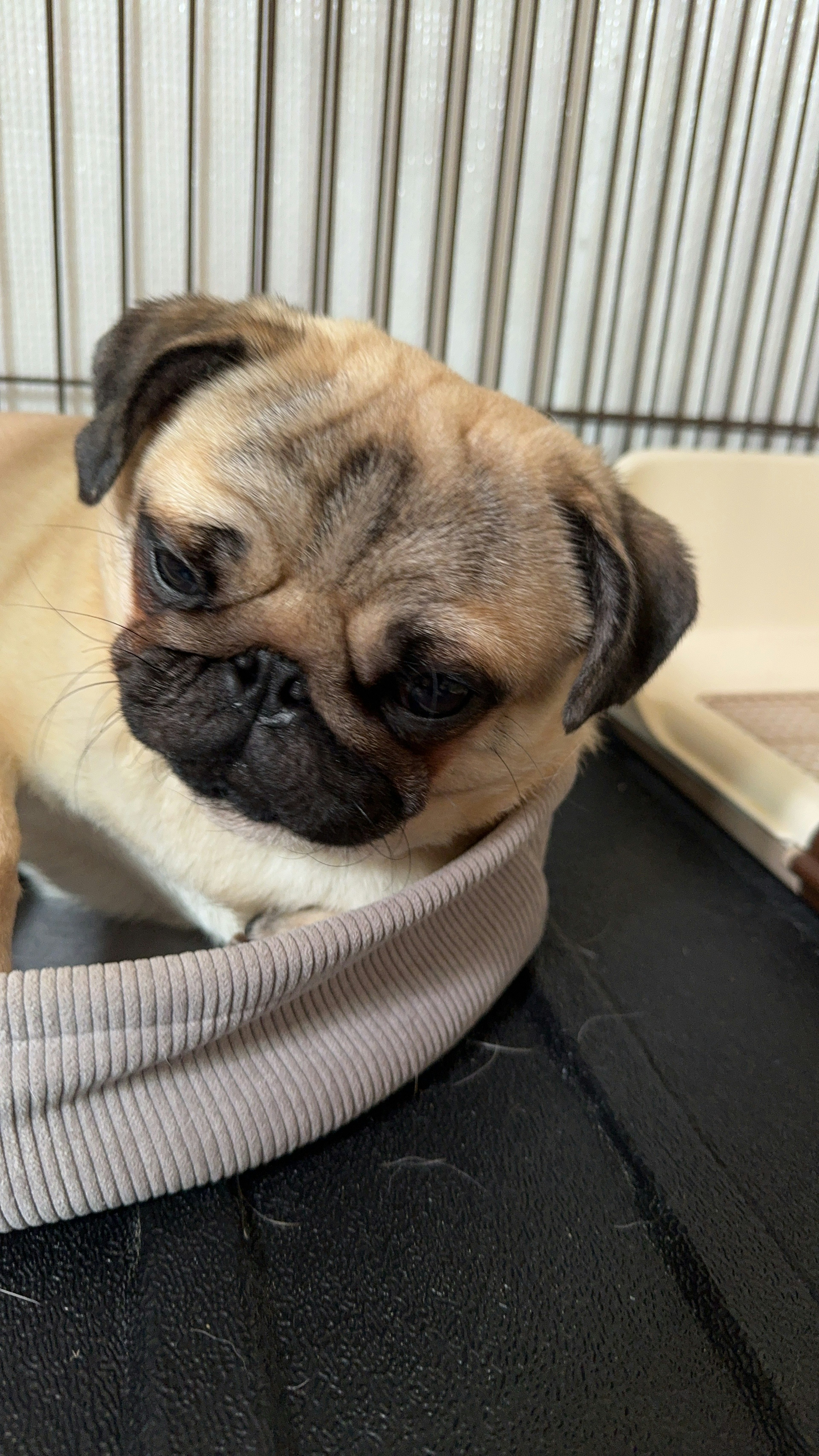 Pug dog resting on a cushion with a relaxed expression