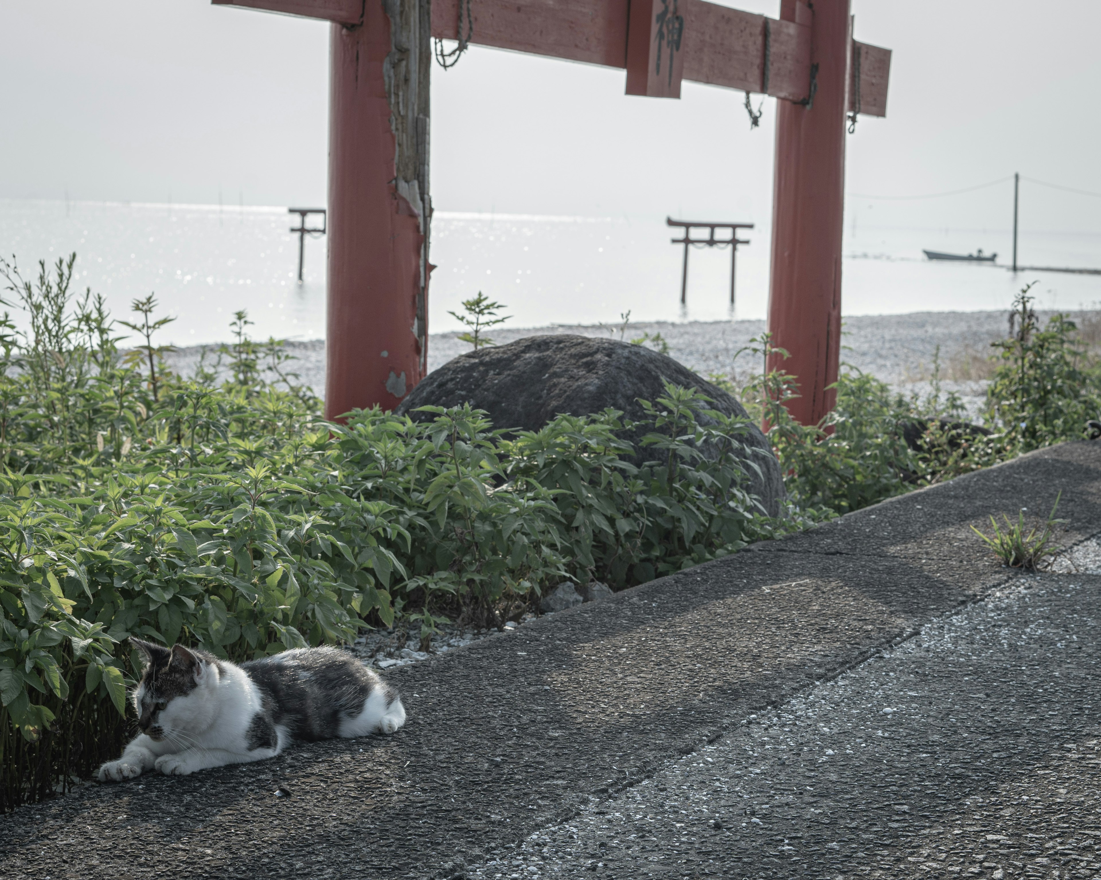 Un chat allongé près d'une porte torii rouge au bord de la mer avec de la verdure