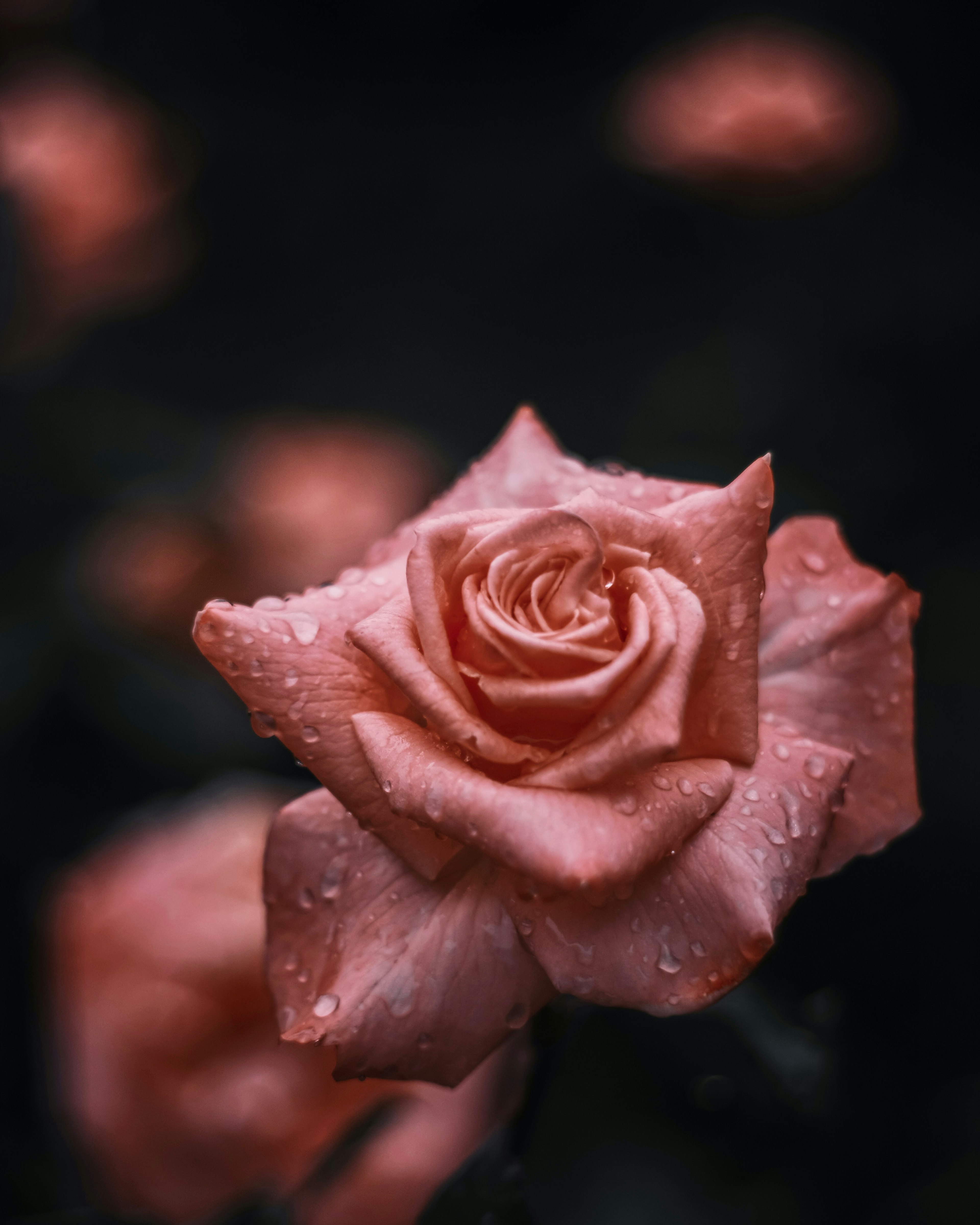 Beautiful pink rose with water droplets blooming