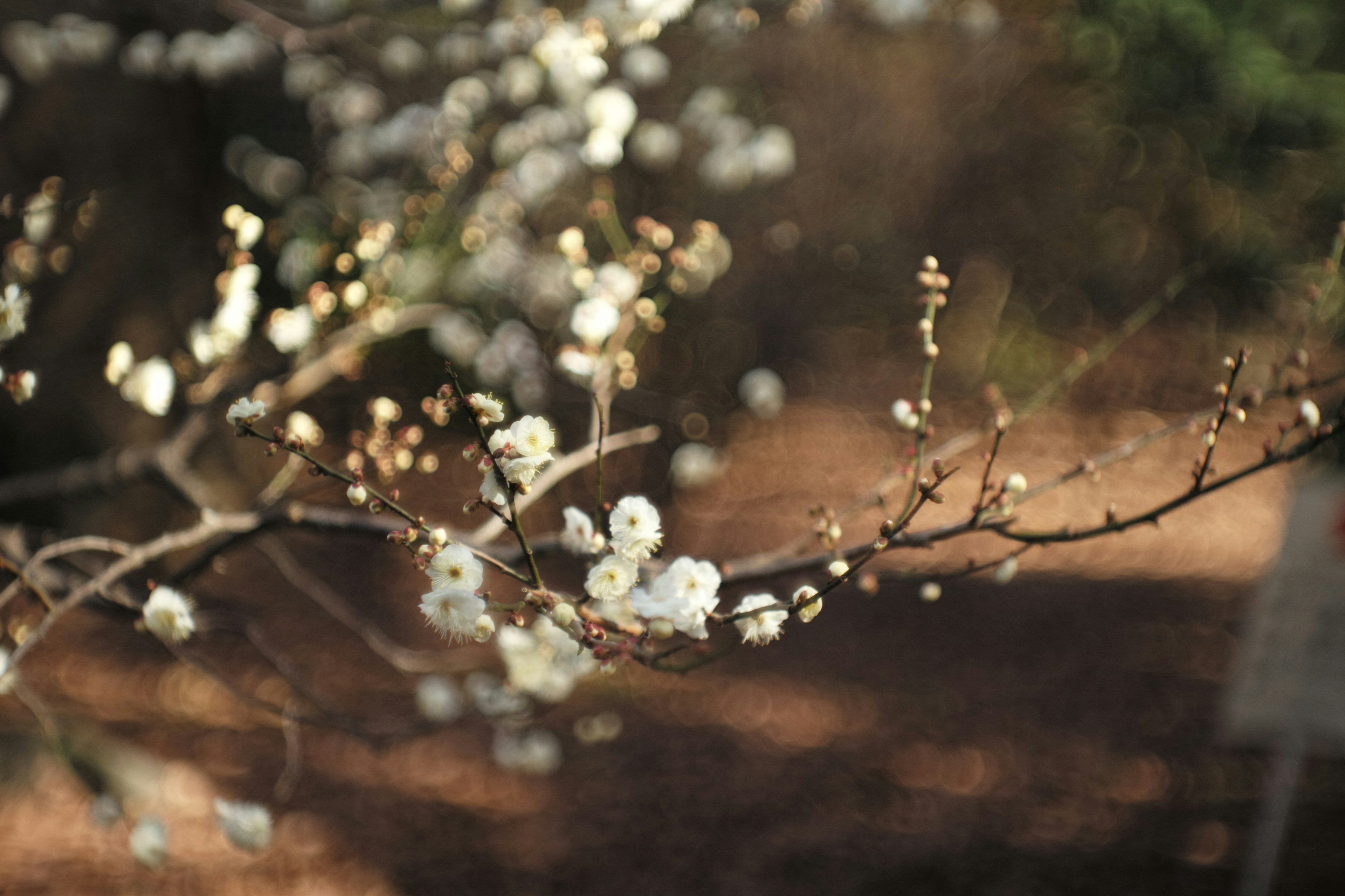 Zweig mit weißen Blüten und verschwommenem Hintergrund