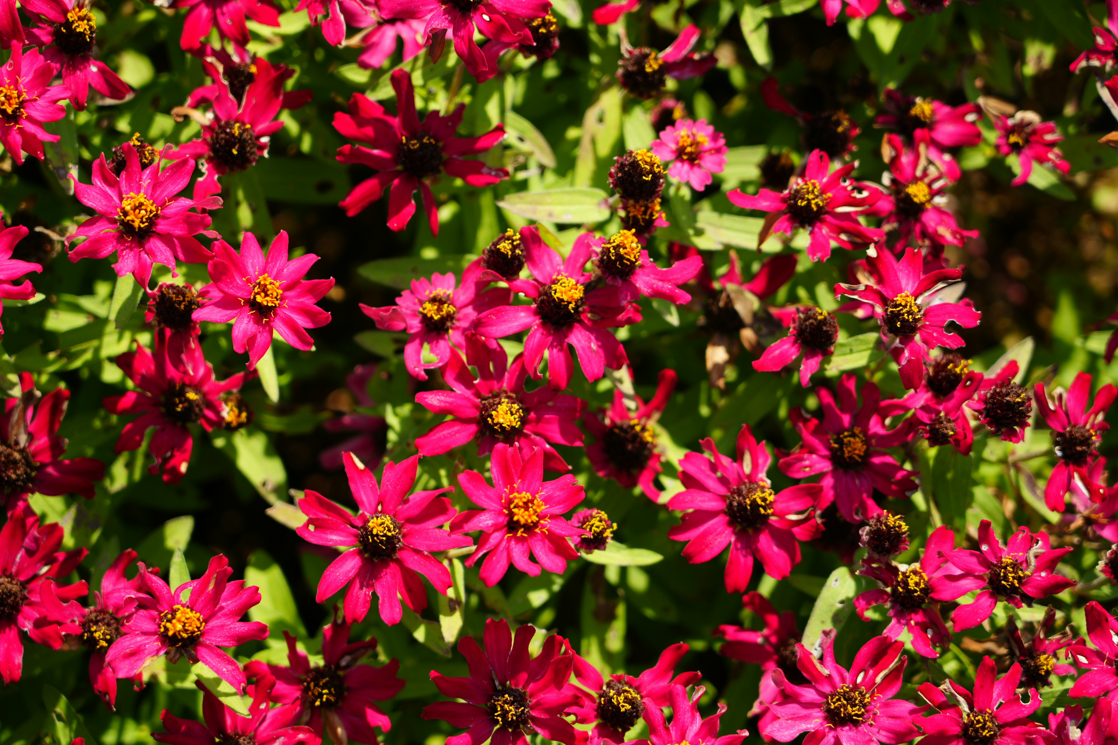 Leuchtend pinkfarbene Blumen blühen vor einem üppigen grünen Hintergrund