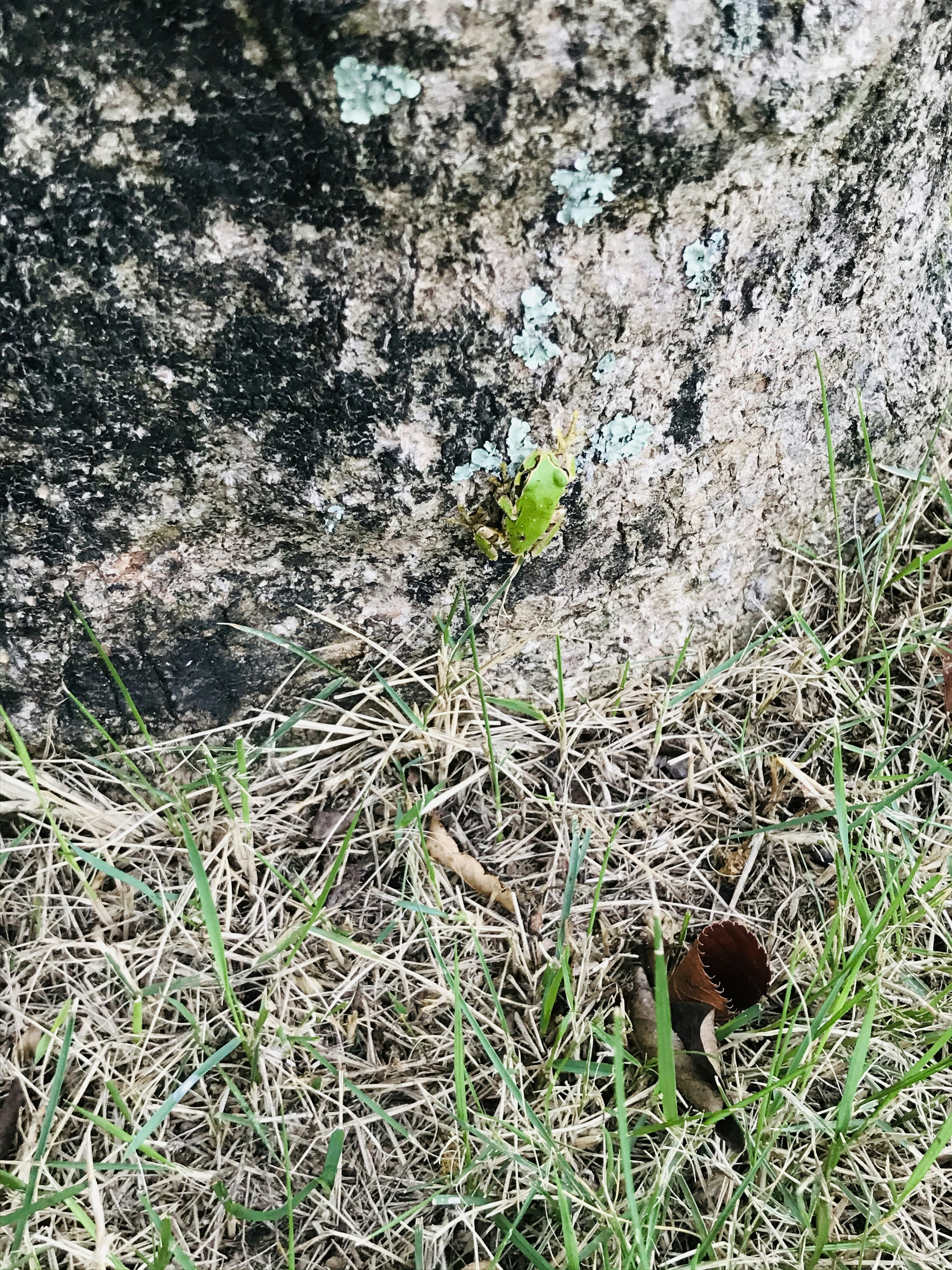 Green plant growing near a rock with grass surrounding it