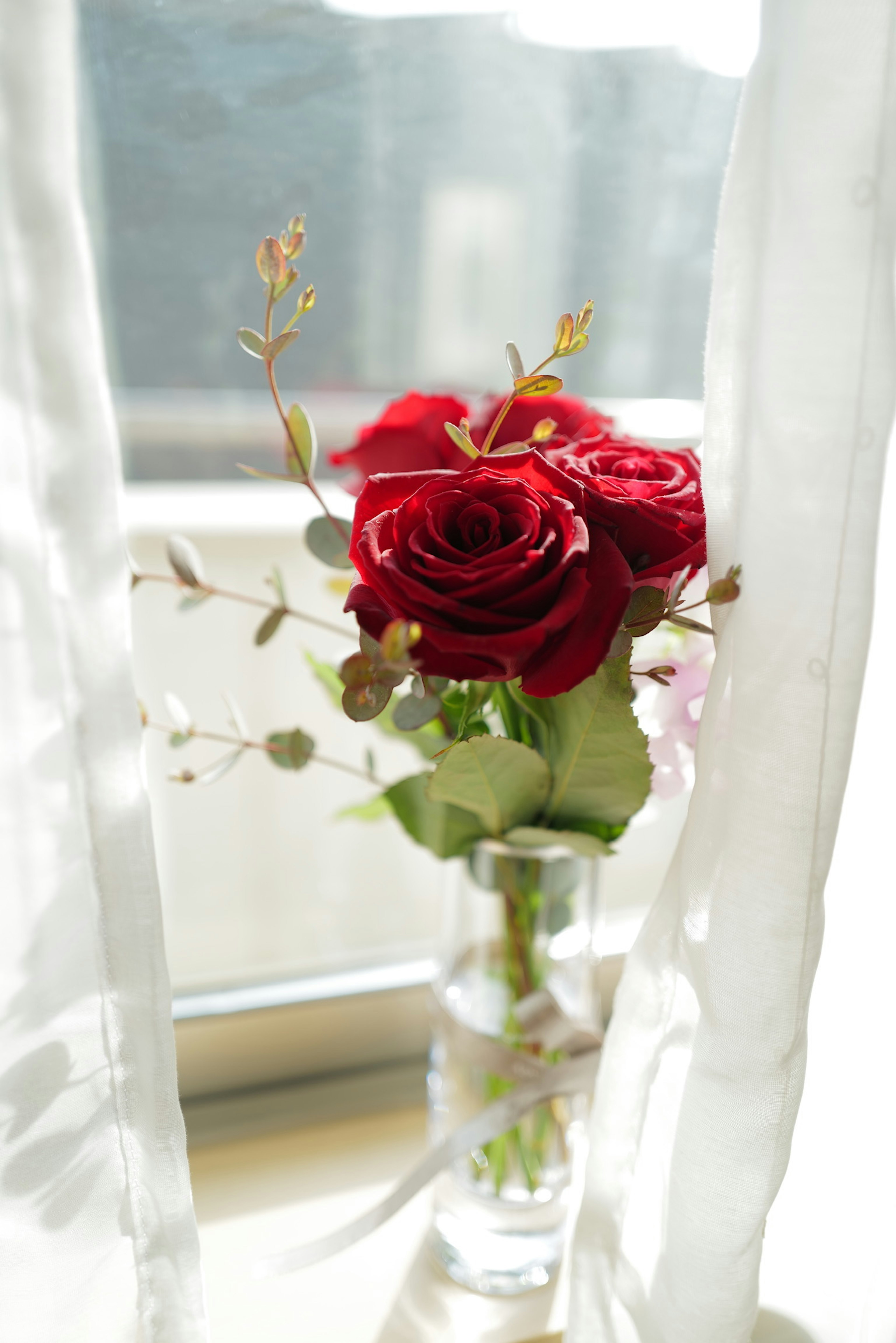 A vase with red roses and green leaves seen through sheer curtains