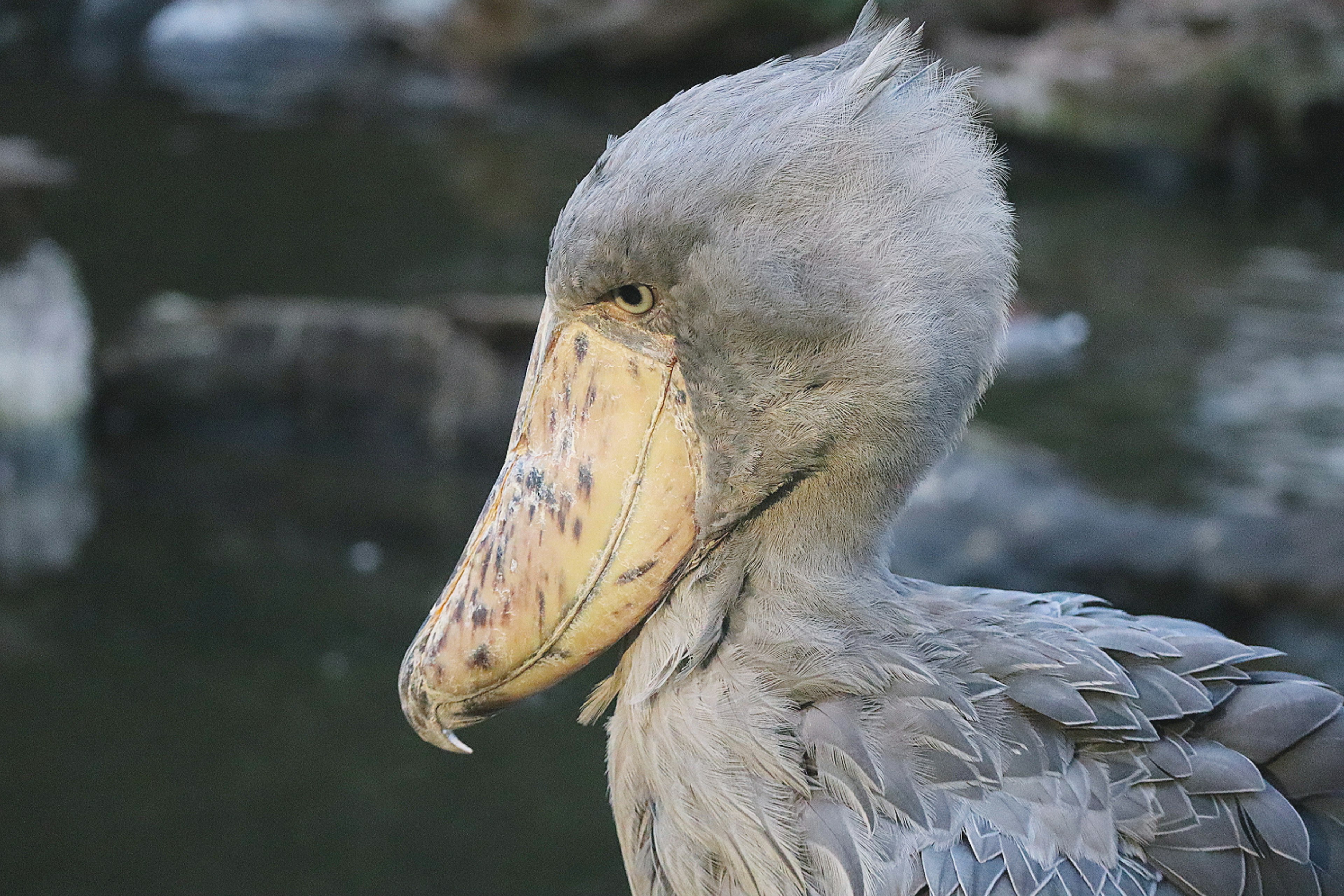 Primo piano del profilo di un uccello Shoebill piumaggio grigio e grande becco distintivo