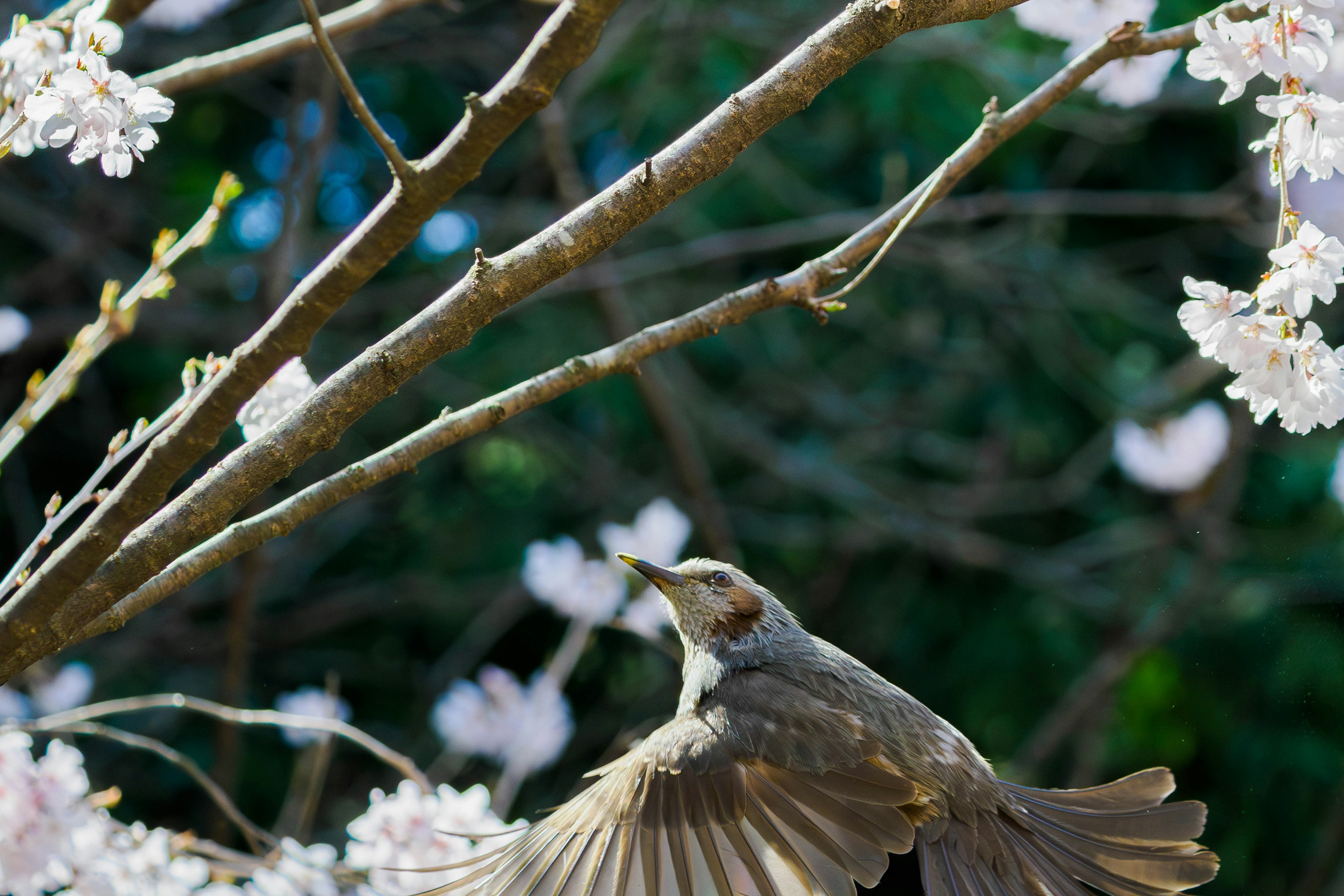 Un oiseau volant parmi des fleurs de cerisier