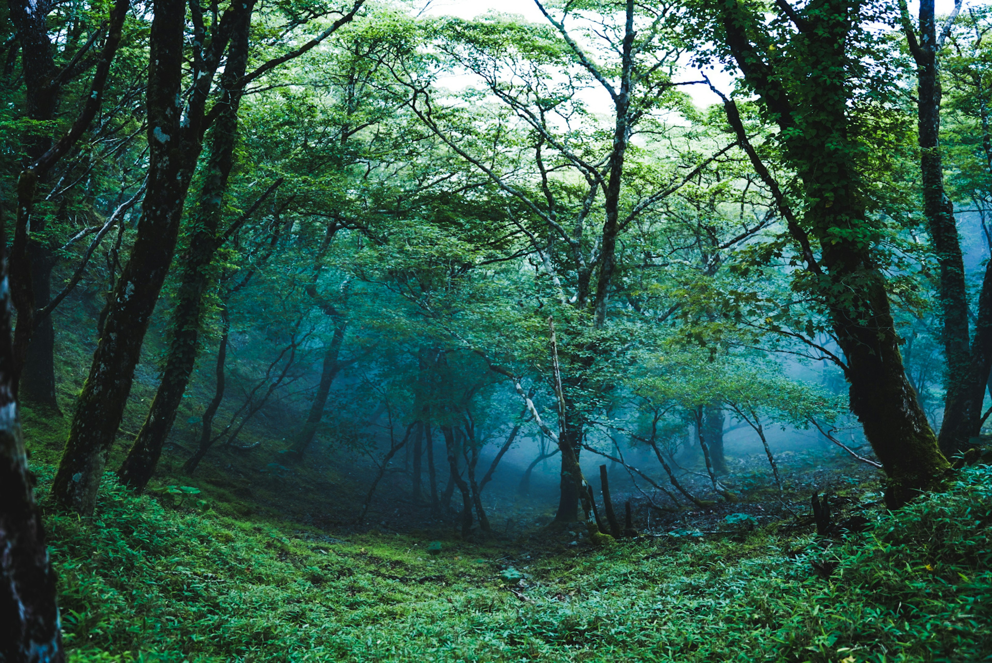 Une scène forestière enveloppée de brouillard bleu avec des arbres verts et des sous-bois