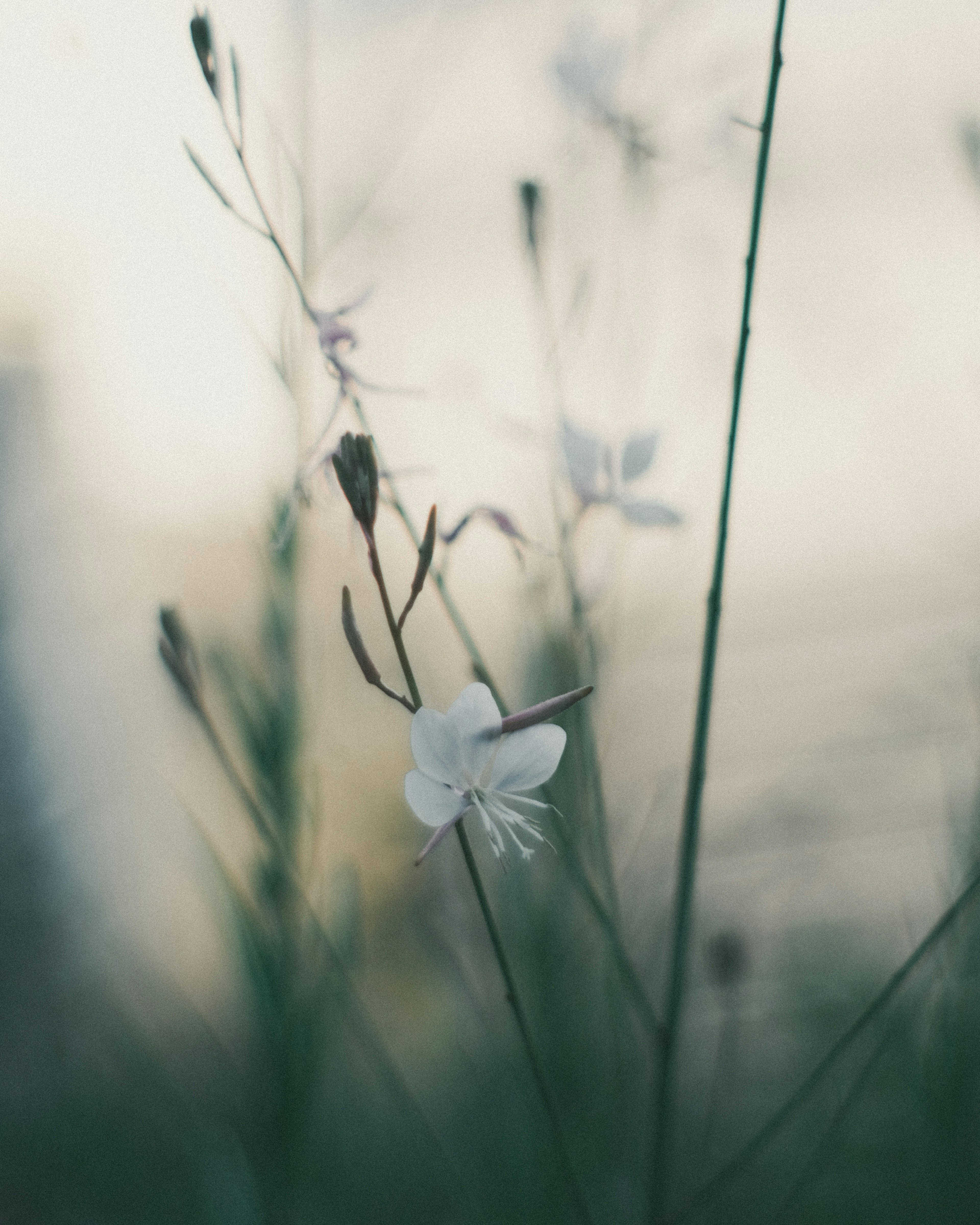 Zarte weiße Blume mit schlanken Stielen vor einem sanften Hintergrund