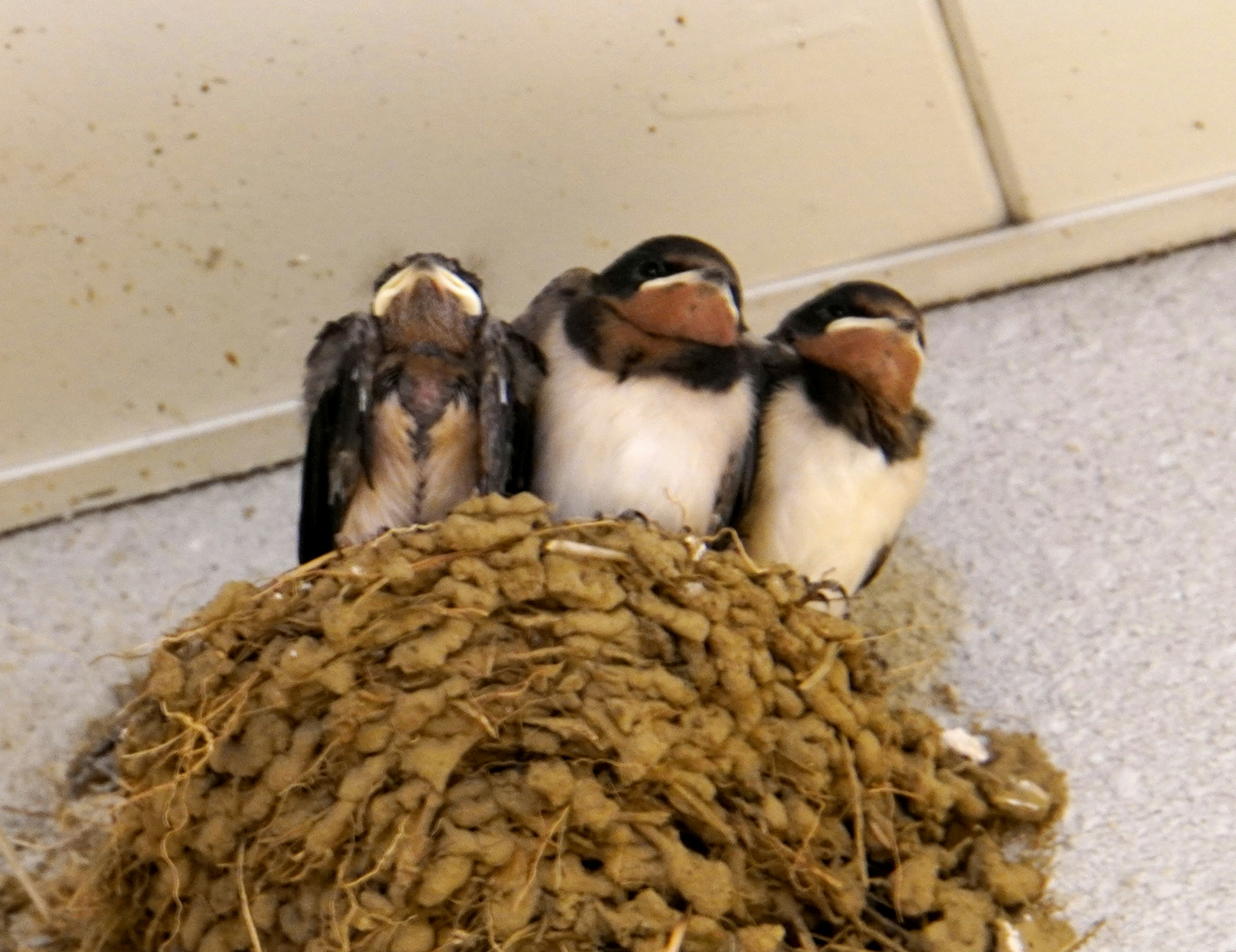 Drei Küken, die zusammen in einem Nest kuscheln