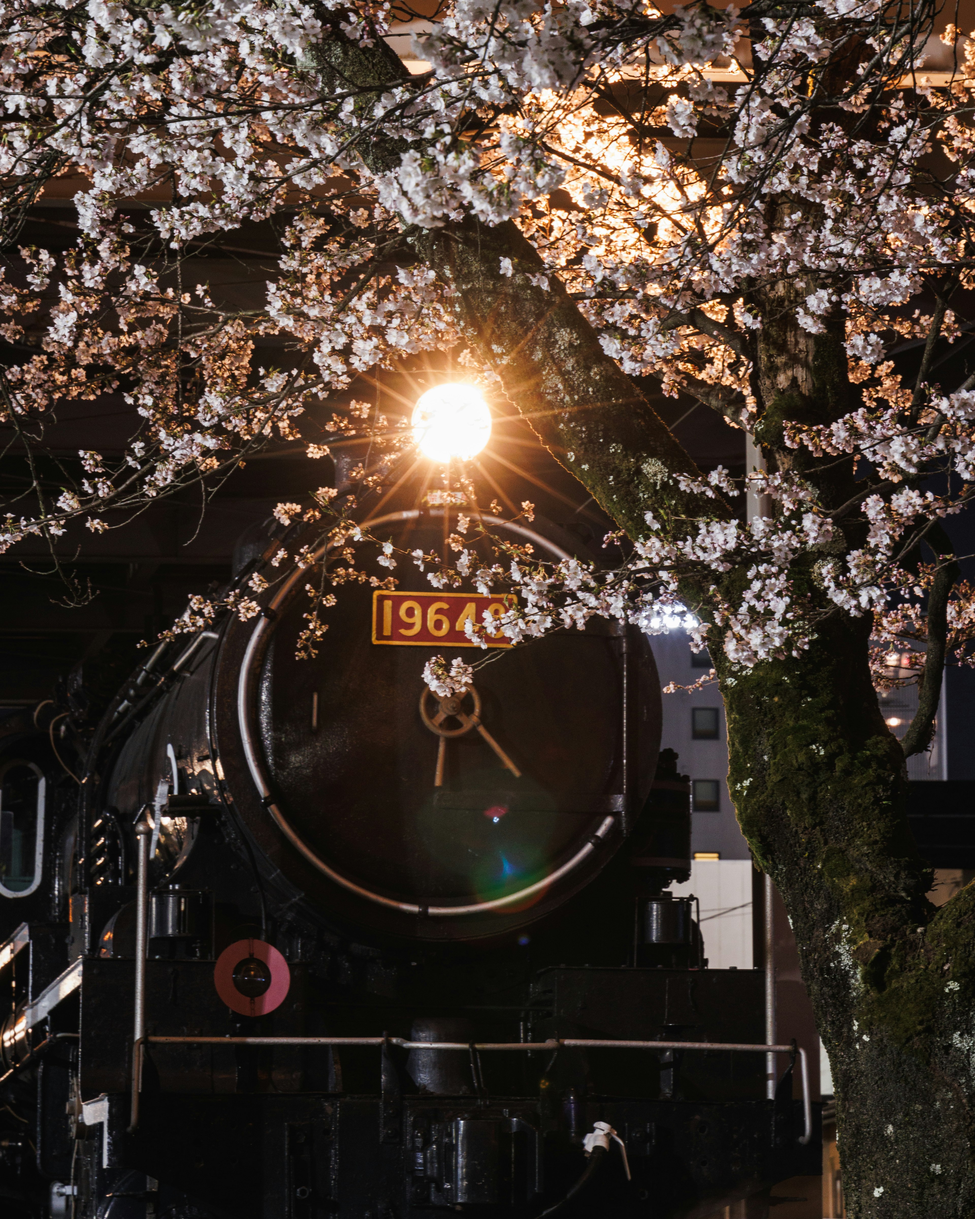 桜の木の下で輝く蒸気機関車1964年のモデル