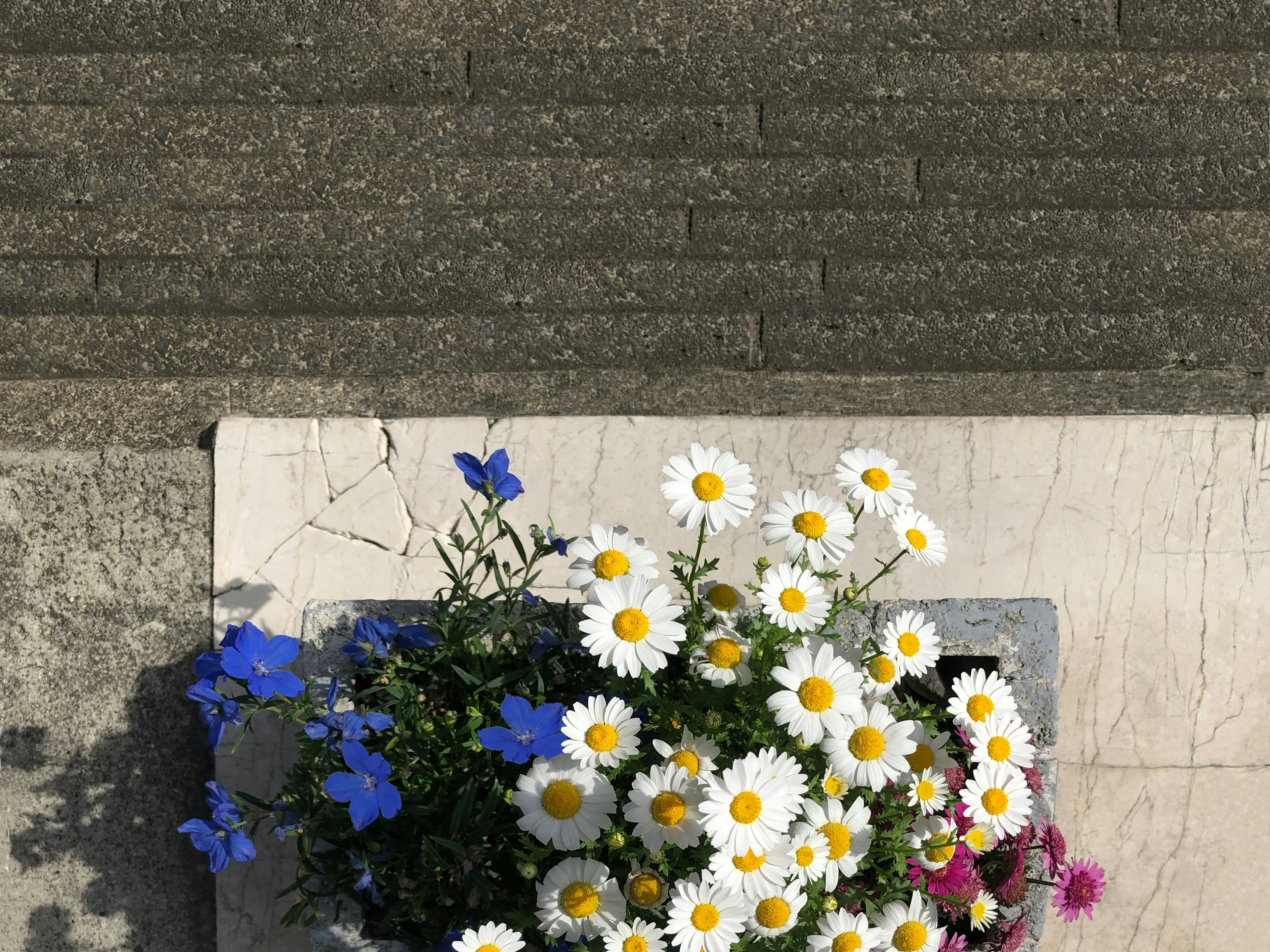 Top view of a flower pot with white daisies and blue flowers